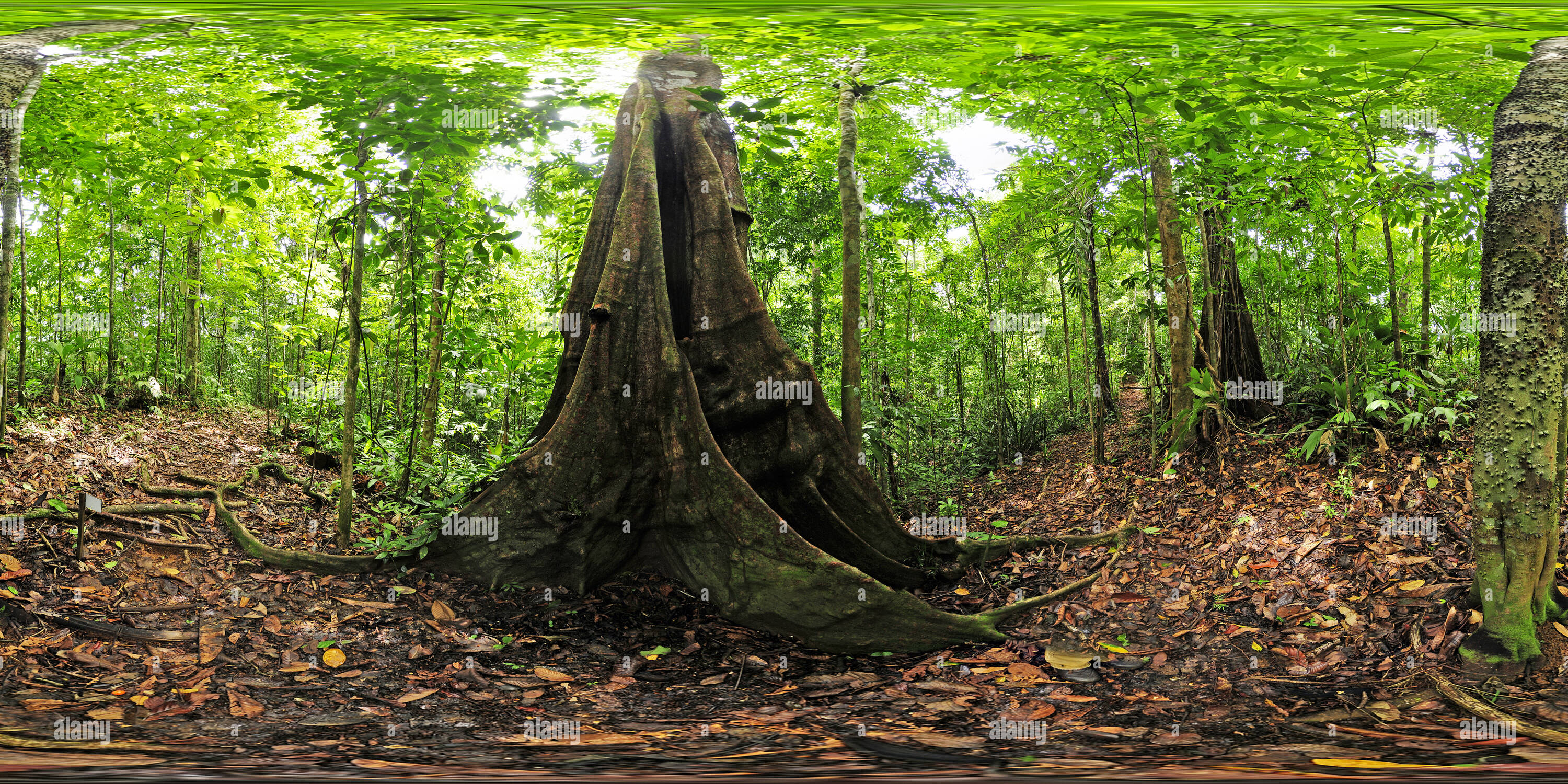 360 degree panoramic view of Trail at Aguila de Osa, Drake Bay - Costa Rica