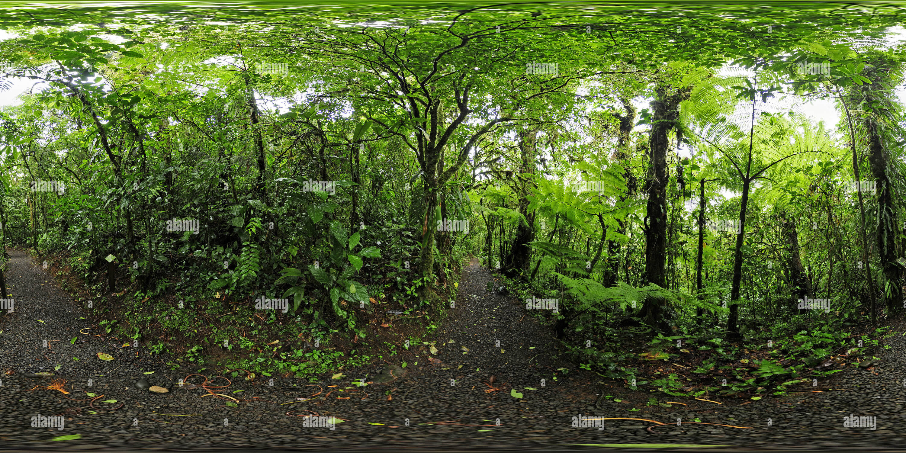 360 degree panoramic view of San Ramon Cloud Forest at Villa Blanca, Costa Rica