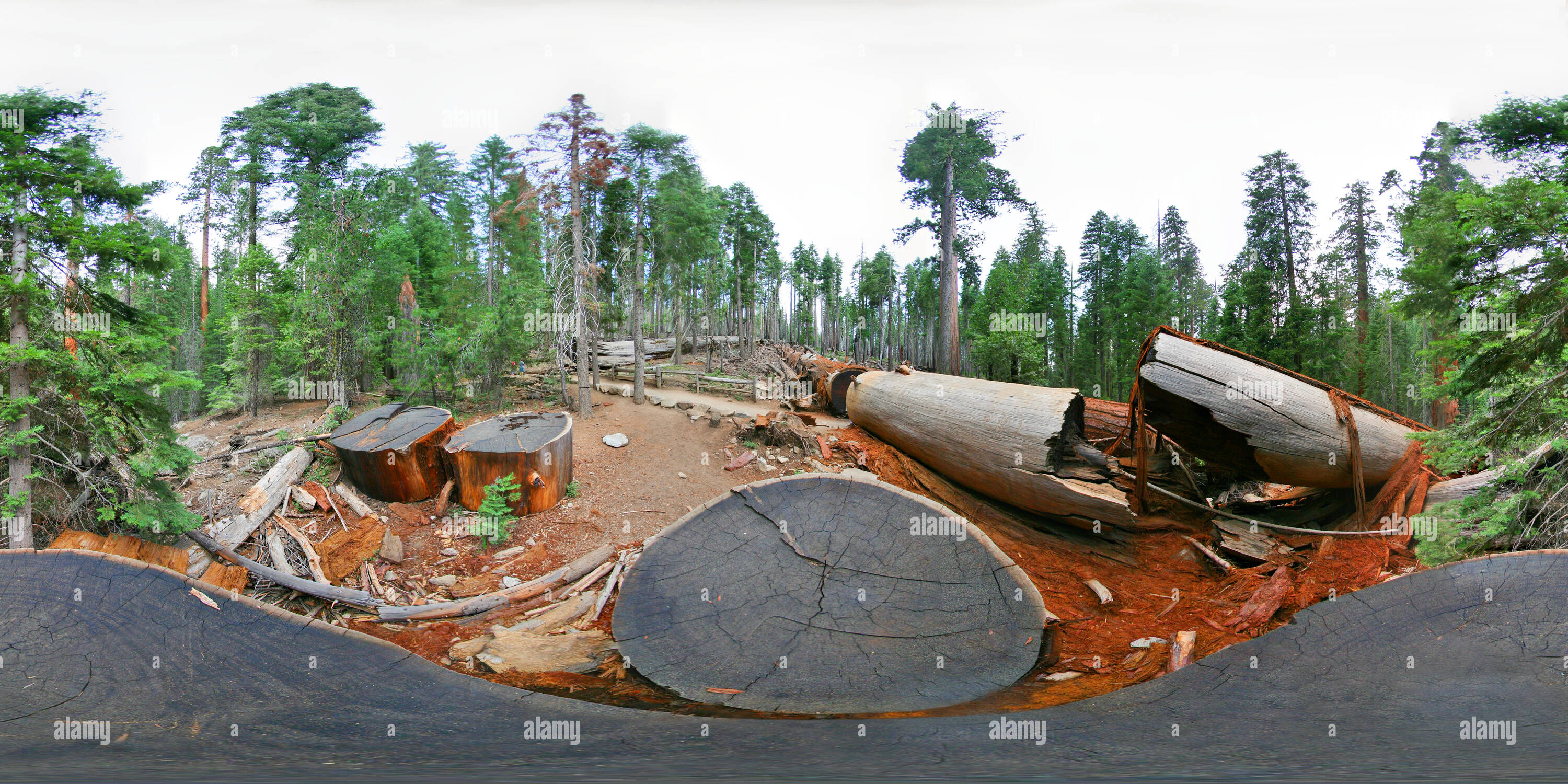 360° view of Giant sequoia trees 2 Alamy