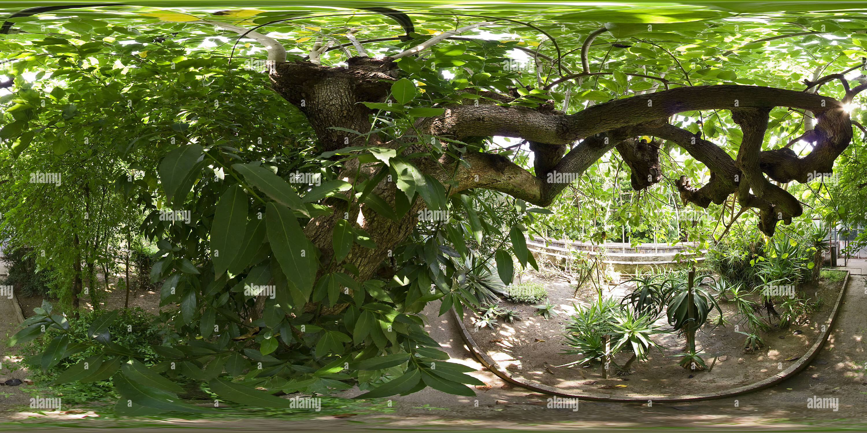 360 degree panoramic view of Rain forest and cacti
