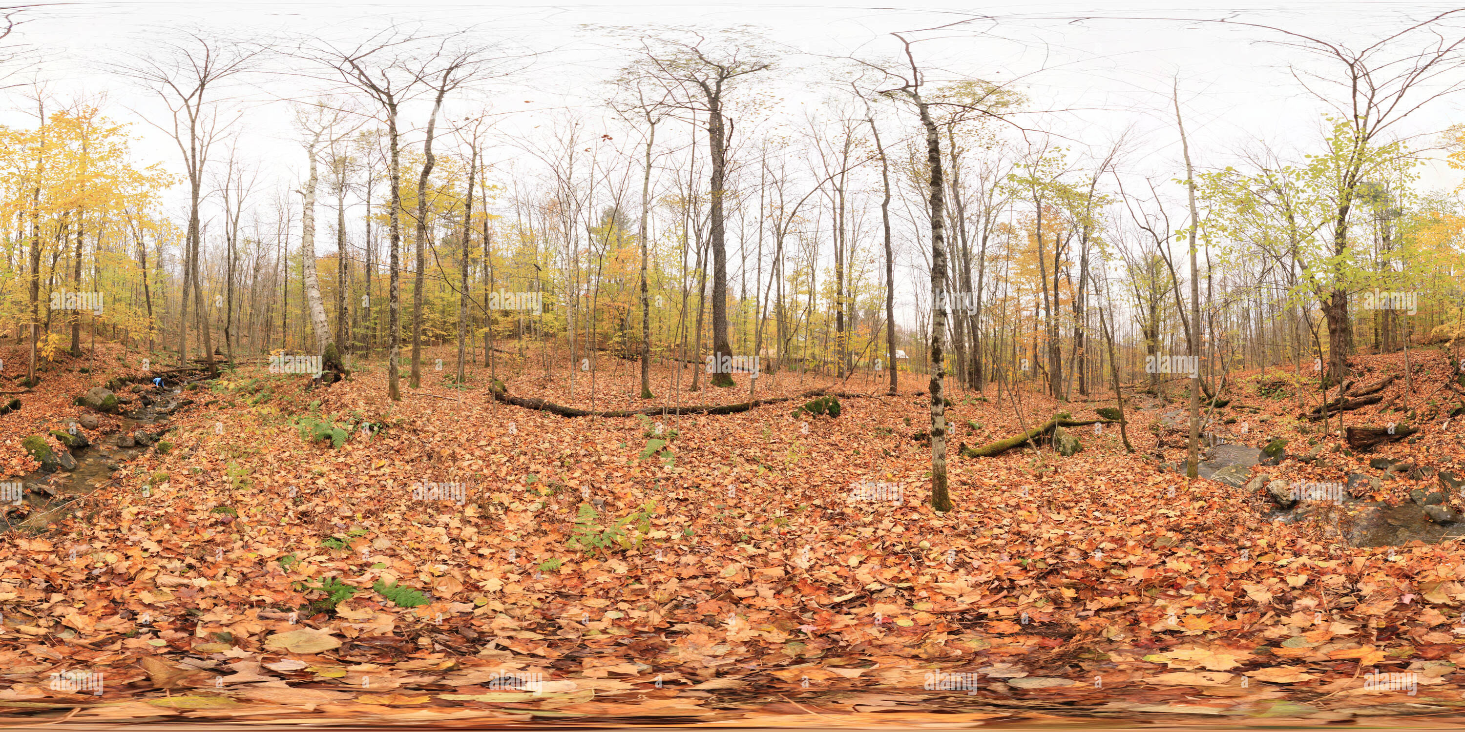 360° view of Hinesburg Town Forest - Alamy