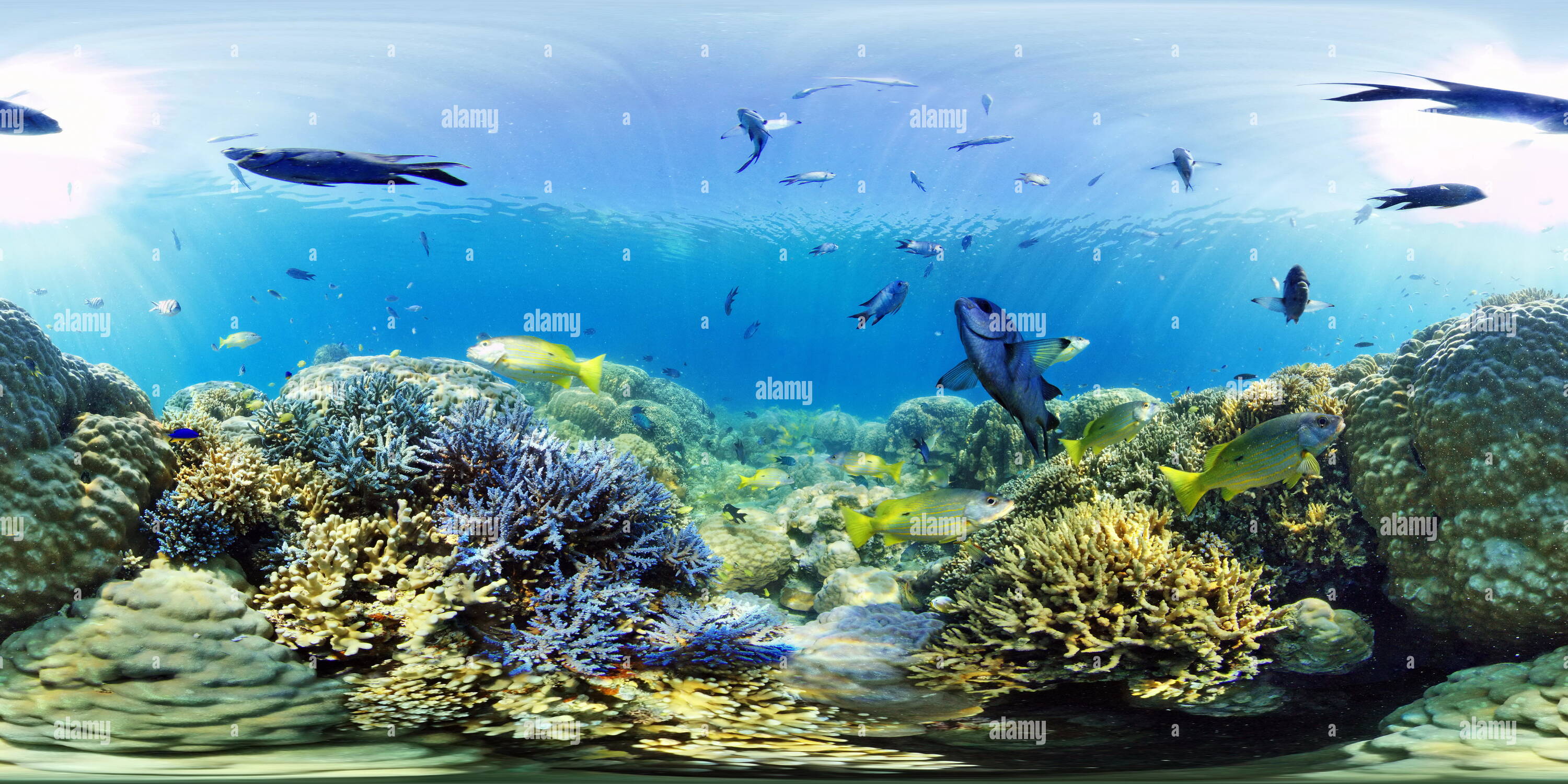 360 degree panoramic view of New Caledonia coral reef reserve