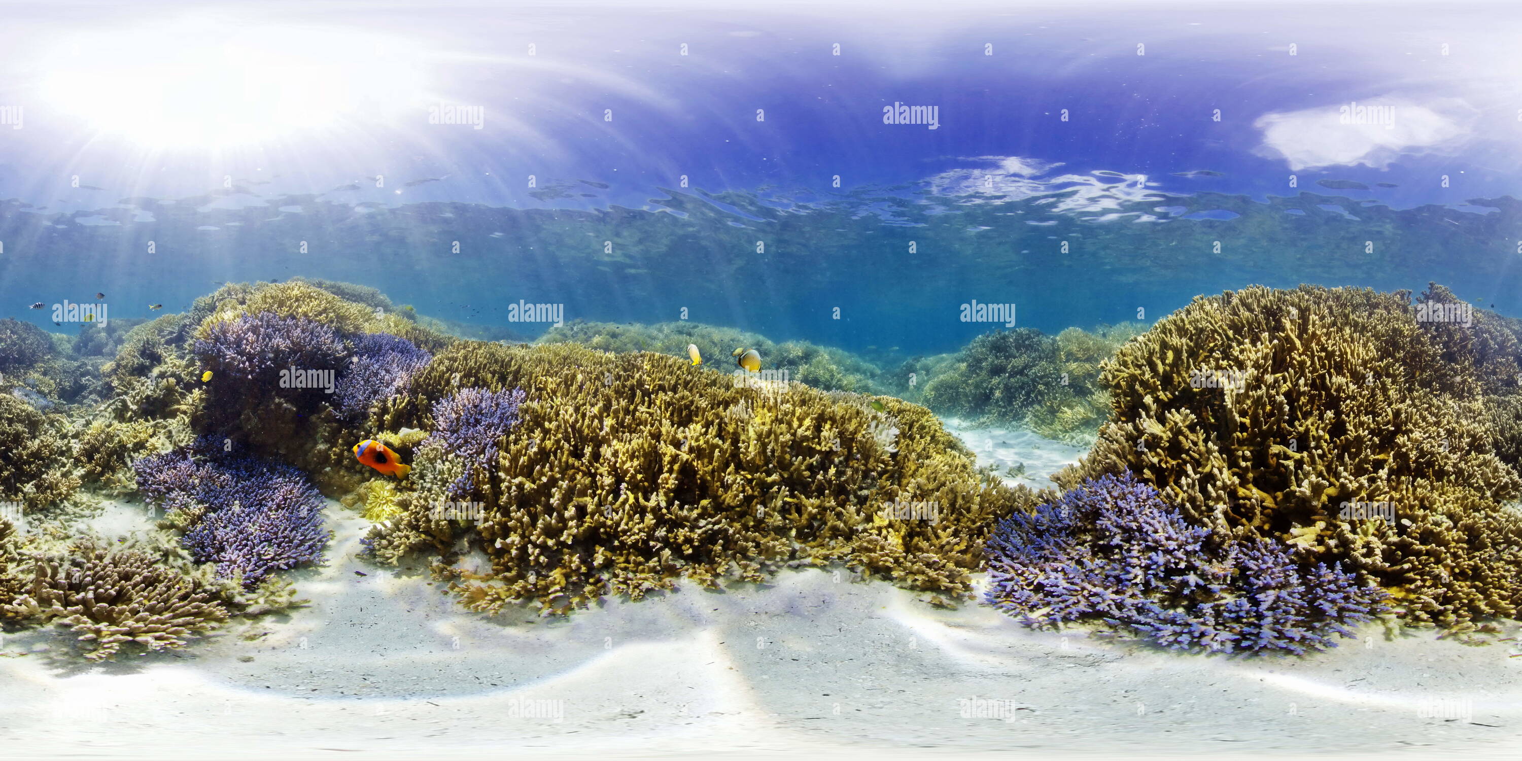 360 degree panoramic view of New Caledonia underwater panorama Ilot Mbo
