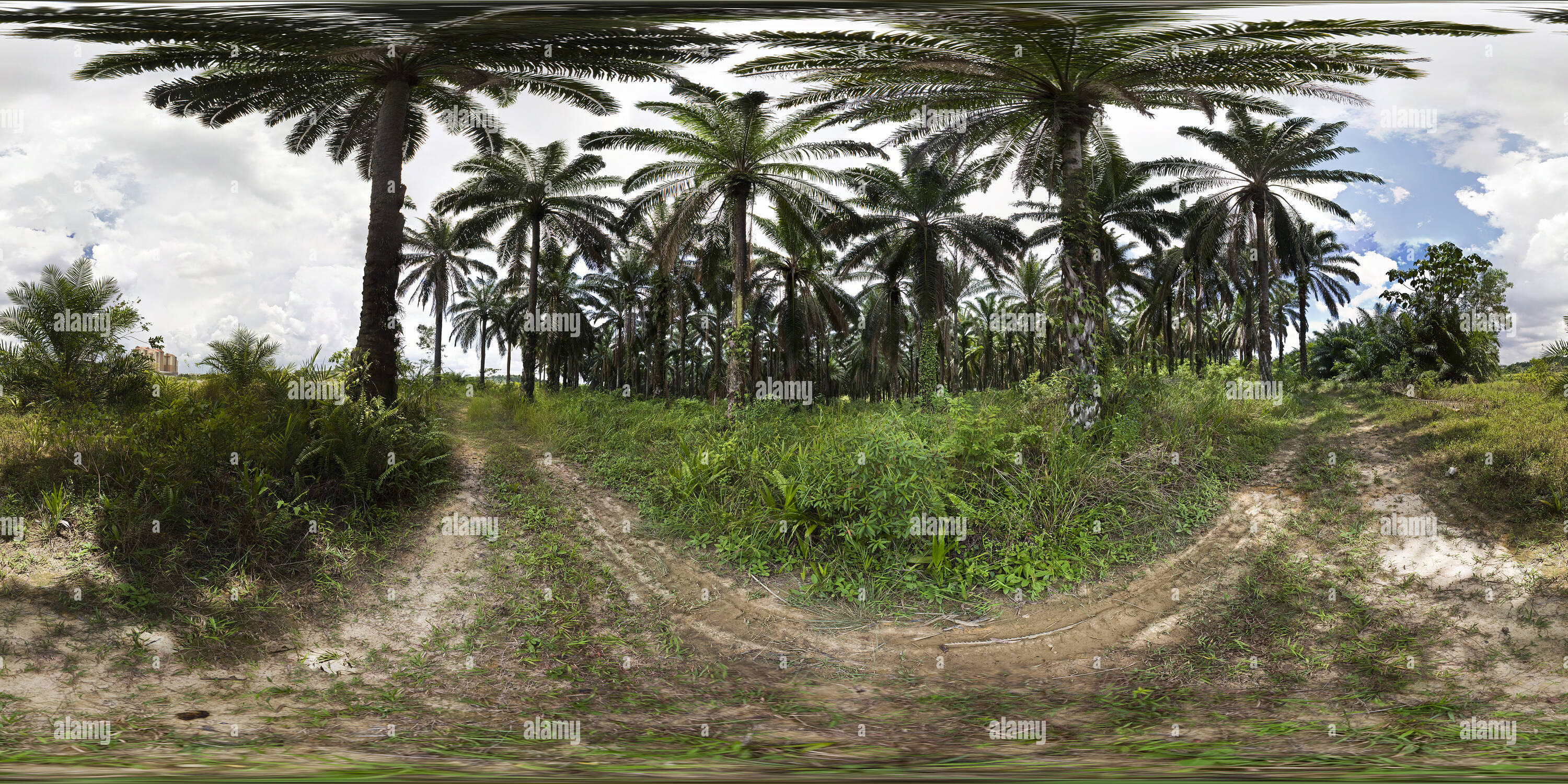 360 degree panoramic view of The Jungle