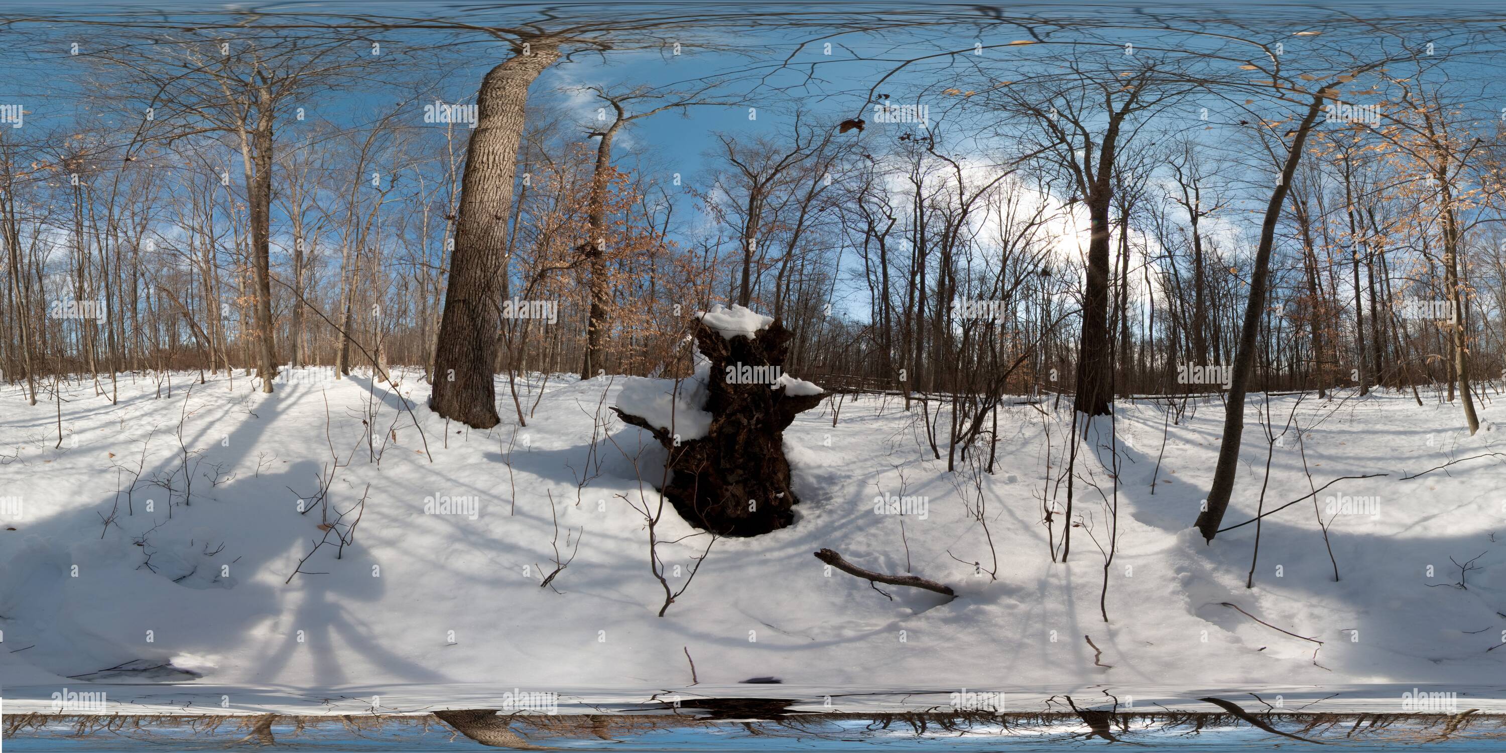 360° view of Great Swamp Fallen Tree - Alamy