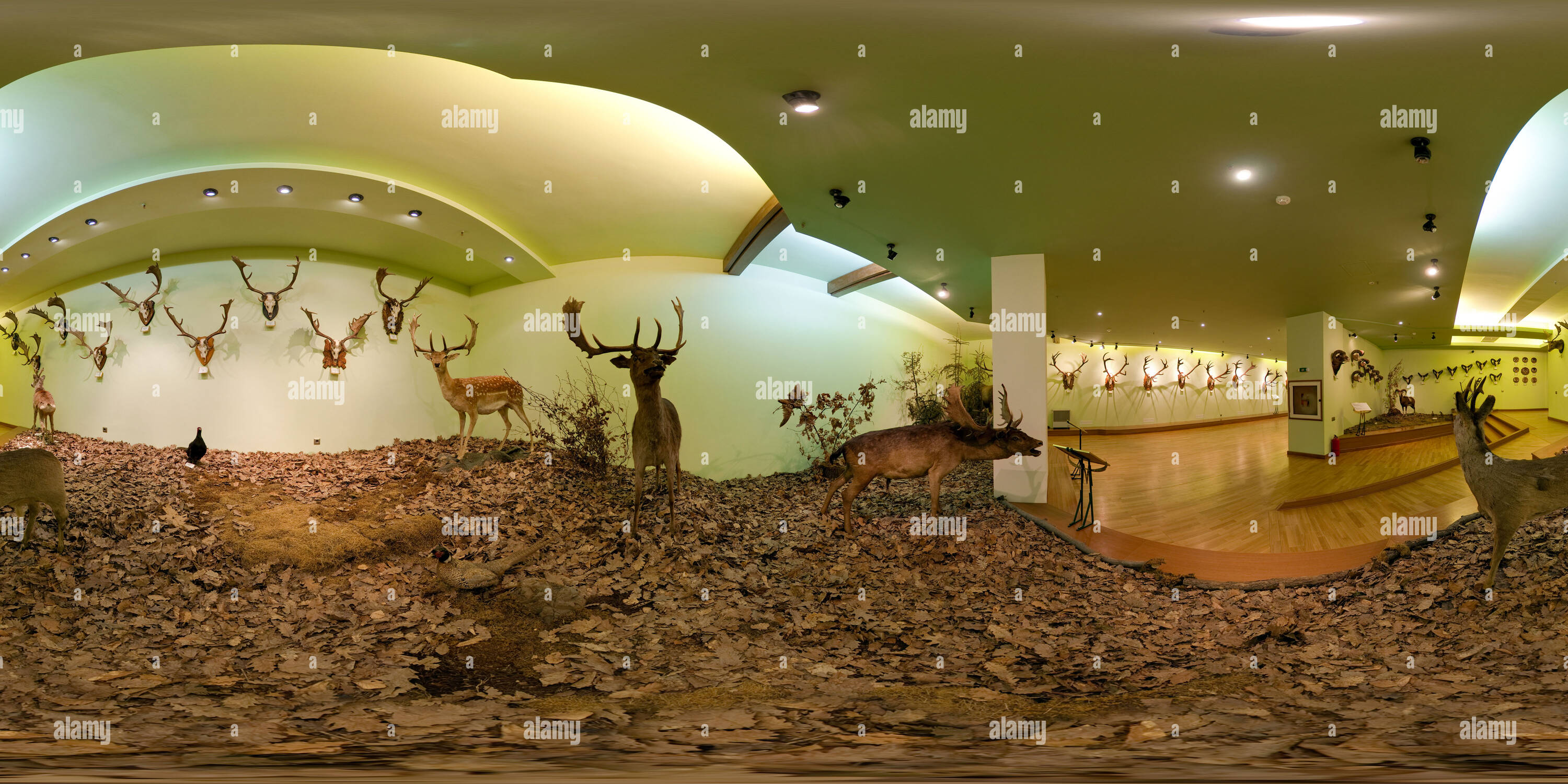 360 degree panoramic view of Fallow Deer at the Hunting Museum in Posada