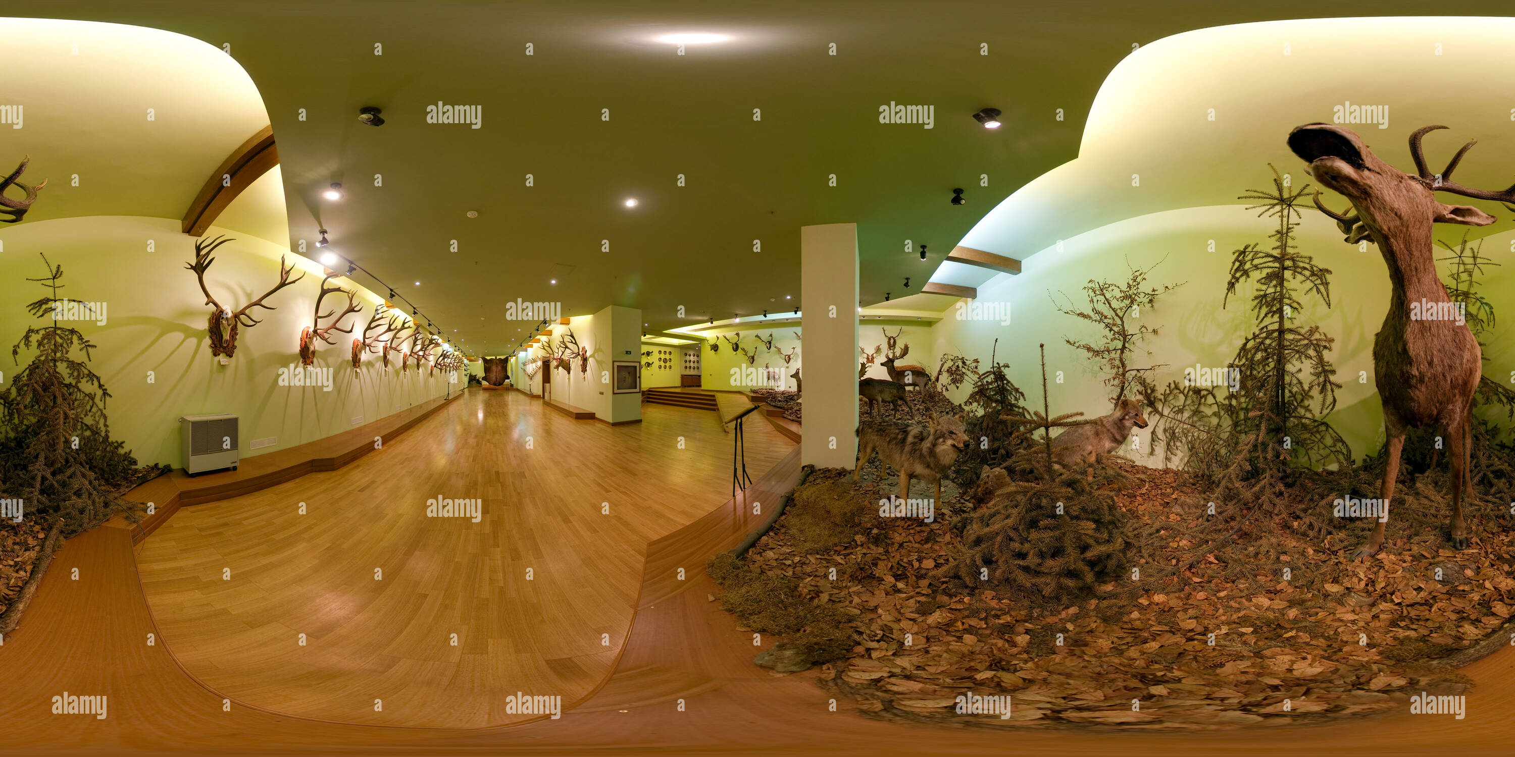 360 degree panoramic view of Wolves and deer at the Hunting Museum in Posada