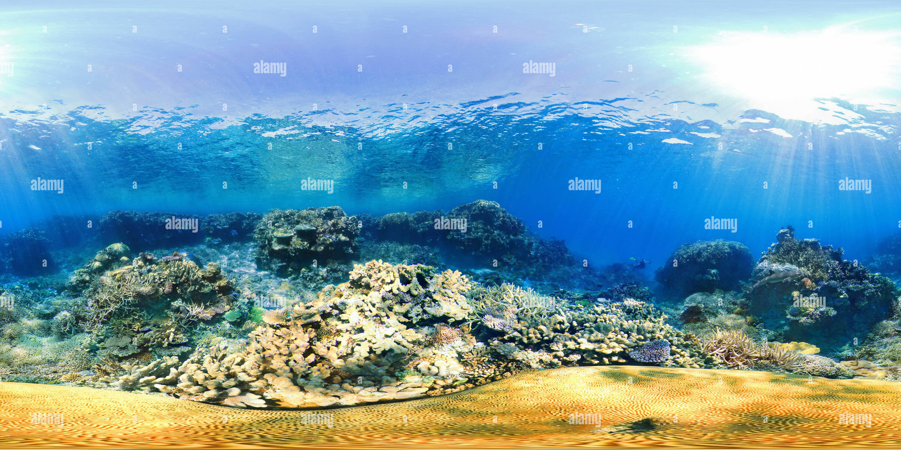 360 degree panoramic view of Underwater virtual reality photography in New Caledonia