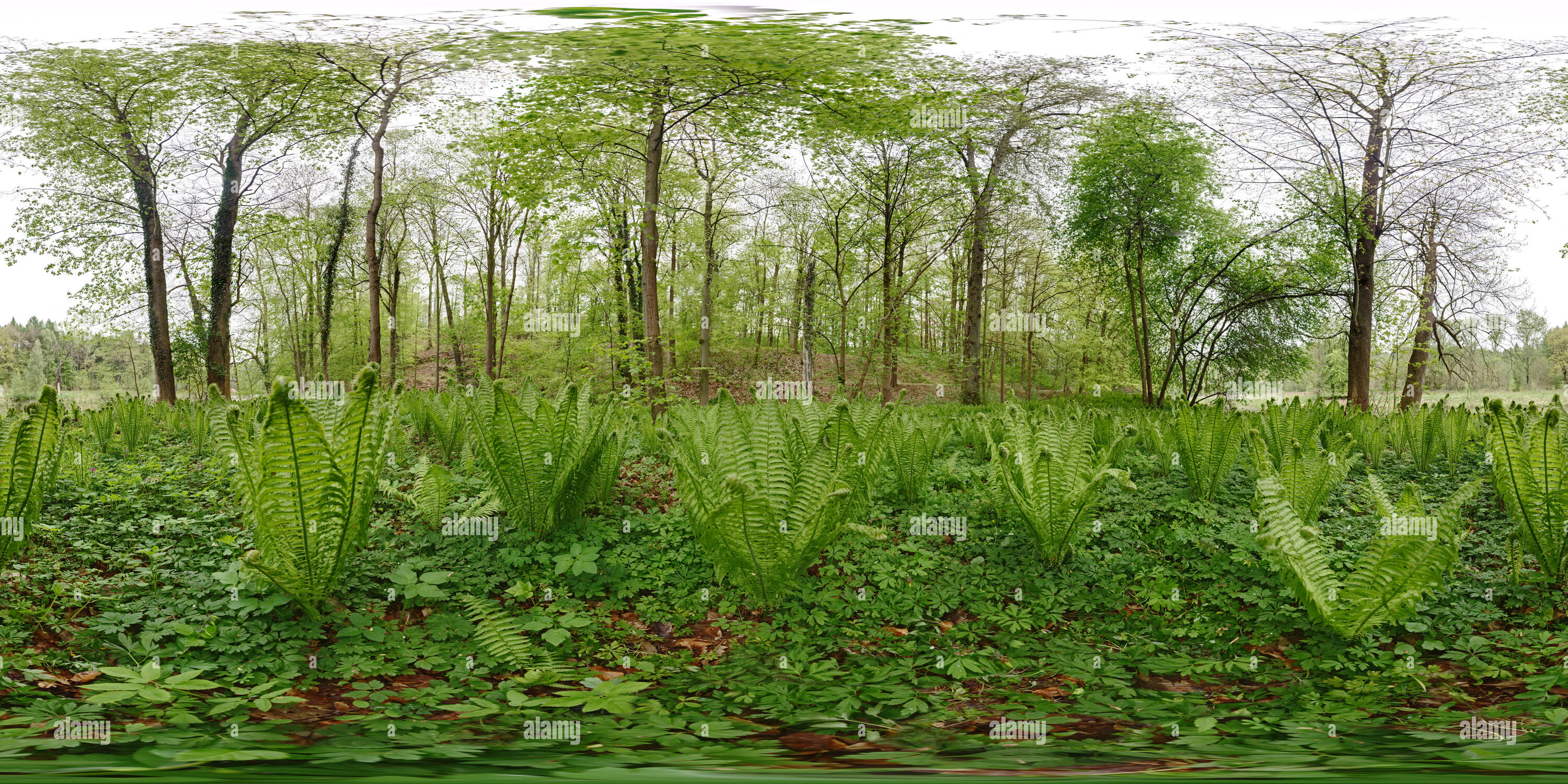 360 degree panoramic view of Ferns near river Mulde