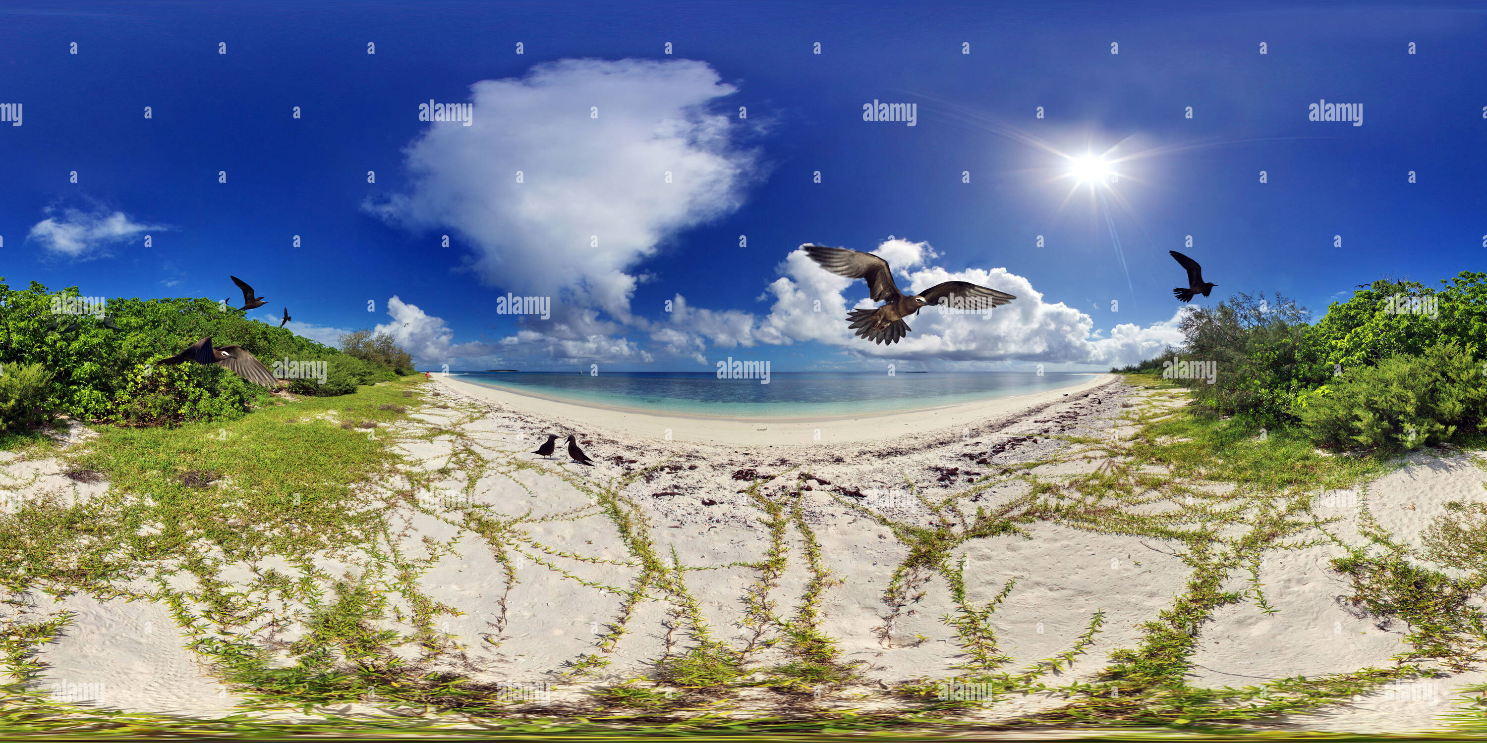 360 degree panoramic view of Seabirds New Caledonia, Noddy Terns