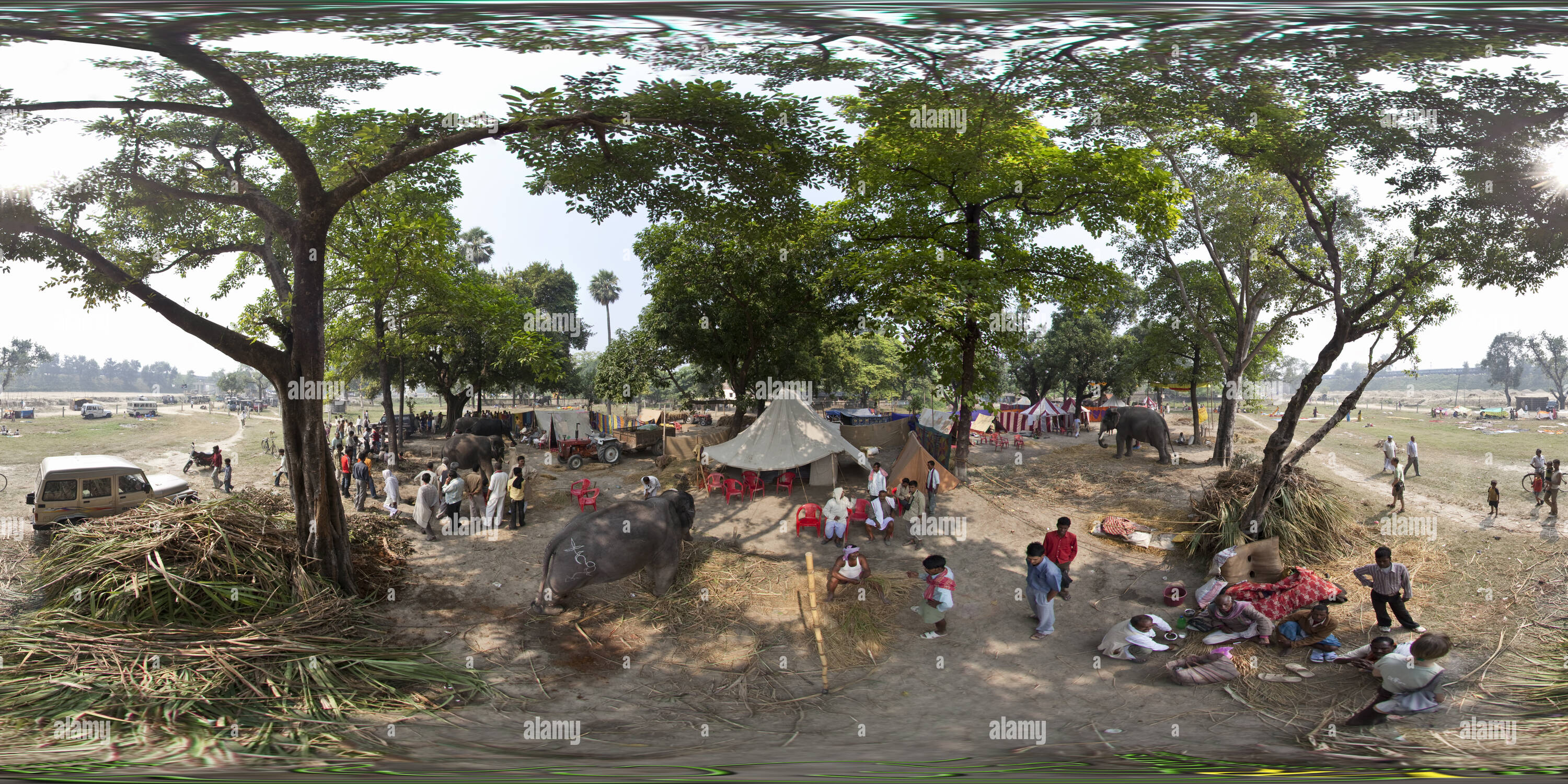 360° view of Elephants for Sale at The Sonpur Mela Alamy