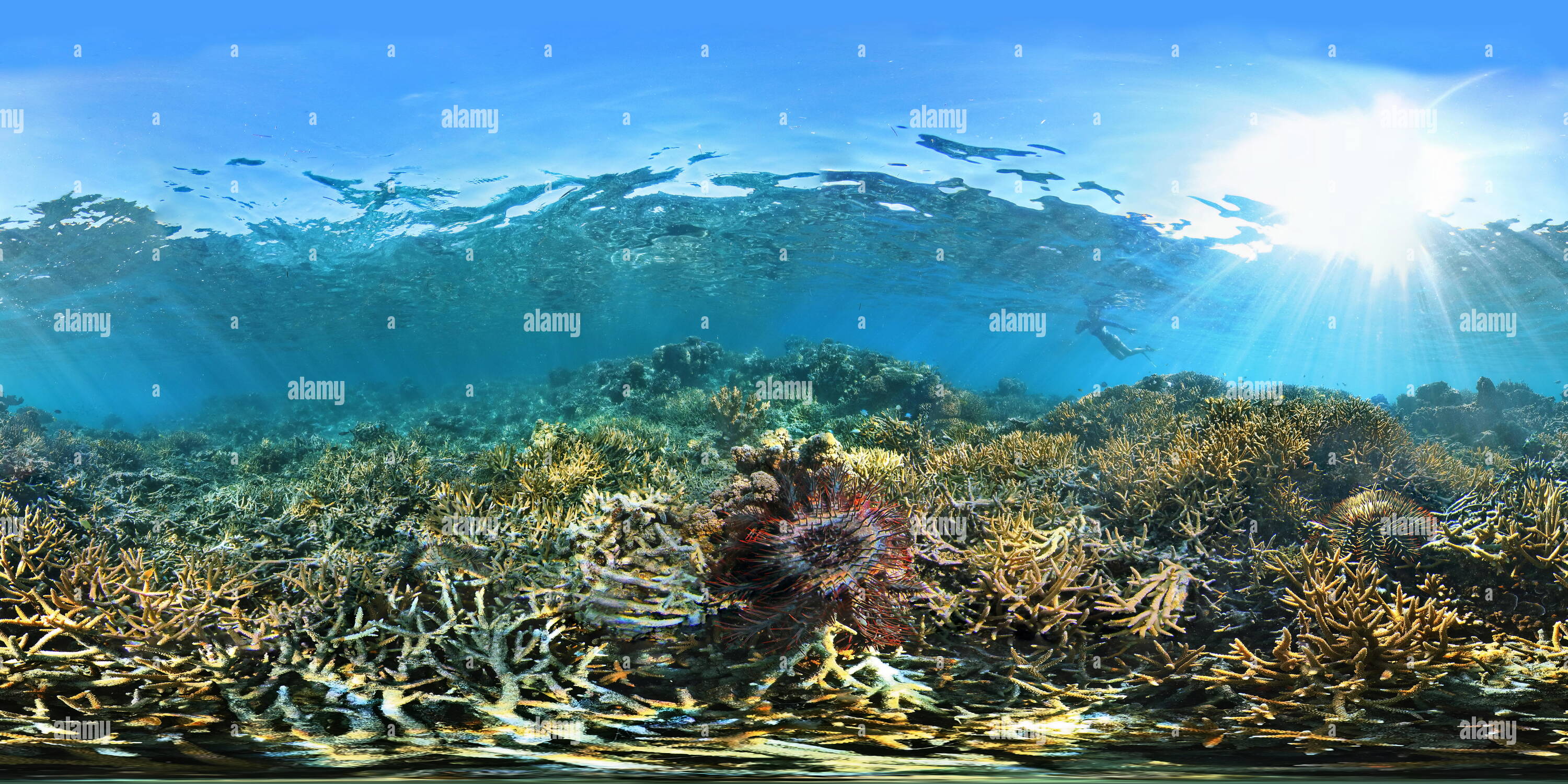 360 degree panoramic view of Crown of Thorns starfish Acanthaster planci New Calledonia