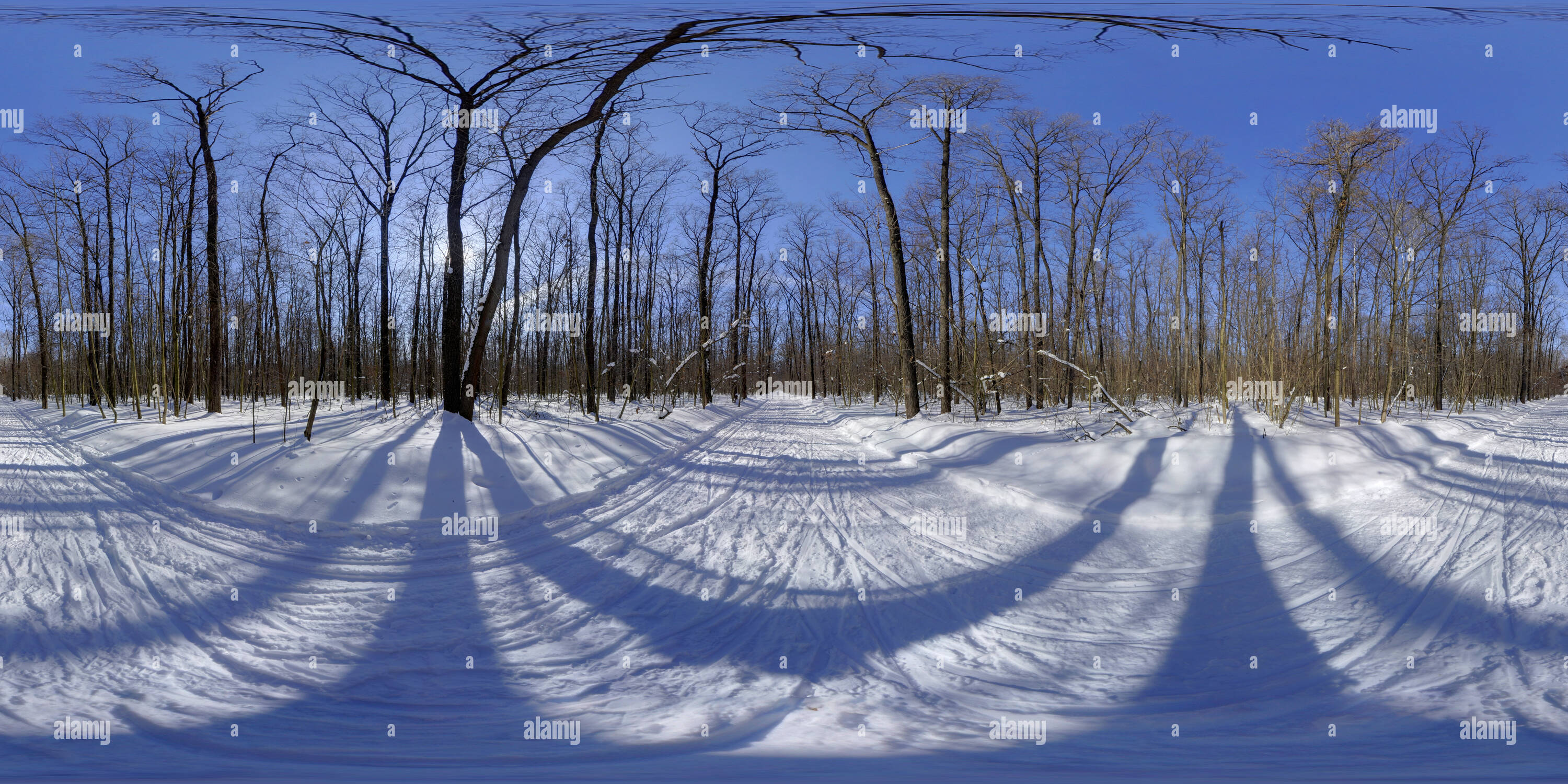 360° view of Sunny winter forest - Alamy