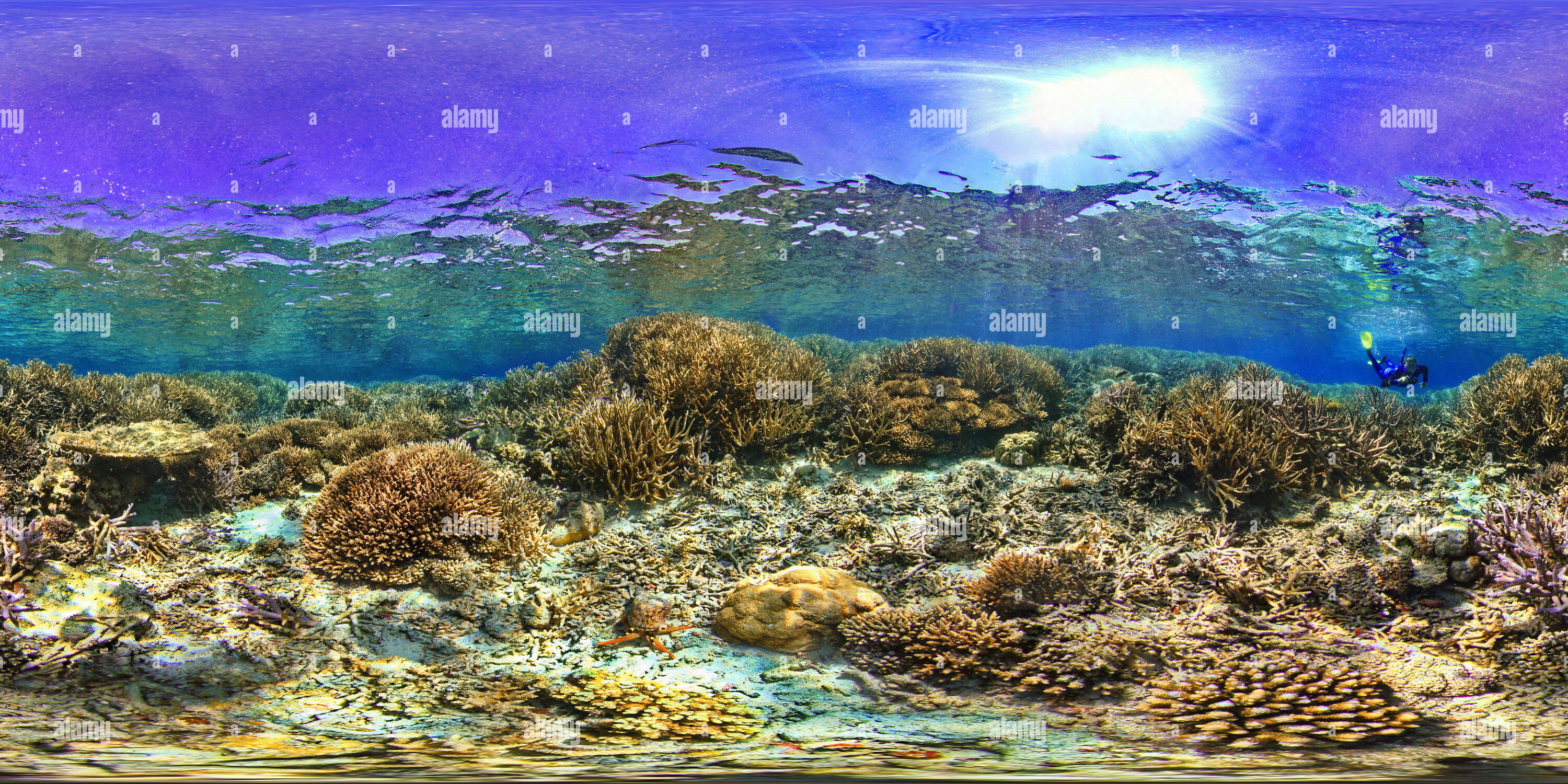 360 degree panoramic view of Triton eating starfish New Caledonia