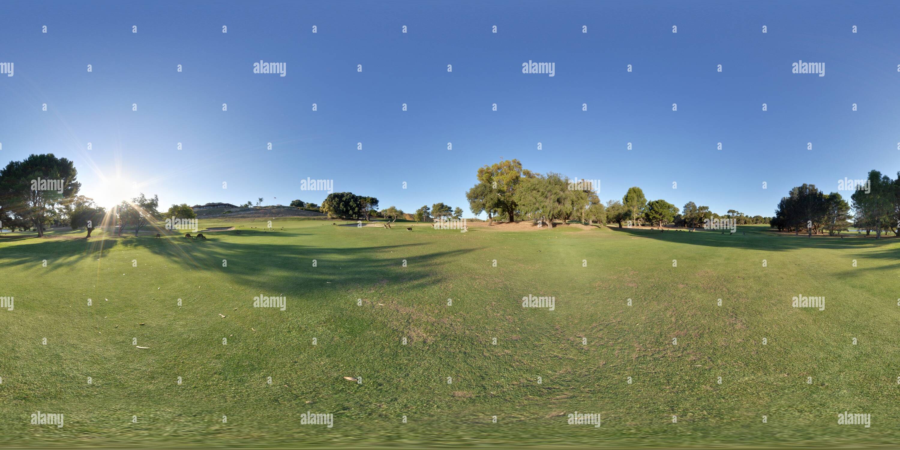 360° view of Yanchep Golf Course Kangaroos Alamy