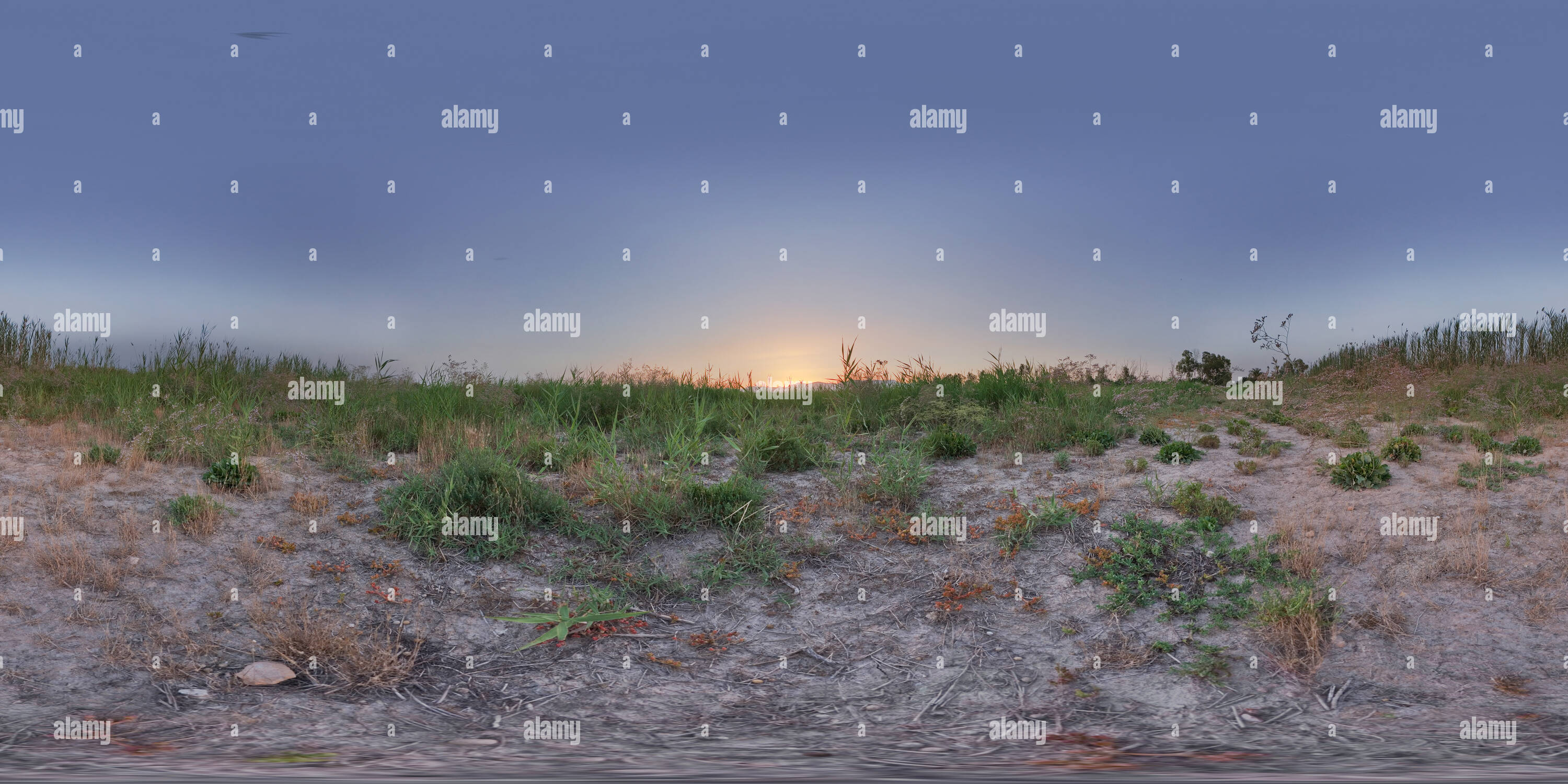 360° view of Reed beds at ground Alamy