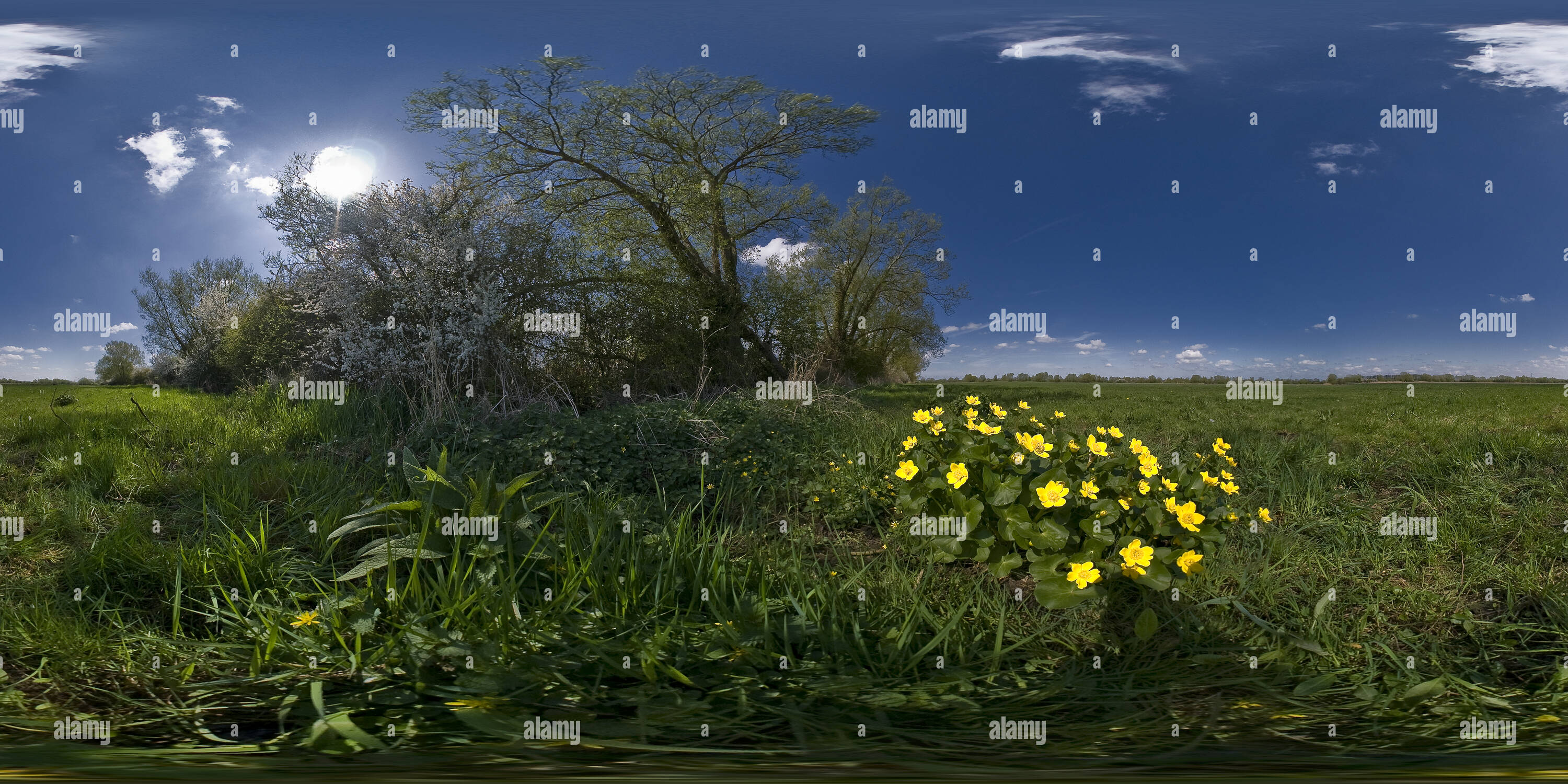 360-view-of-marsh-marigold-at-north-meadow-cricklade-wiltshire-vr