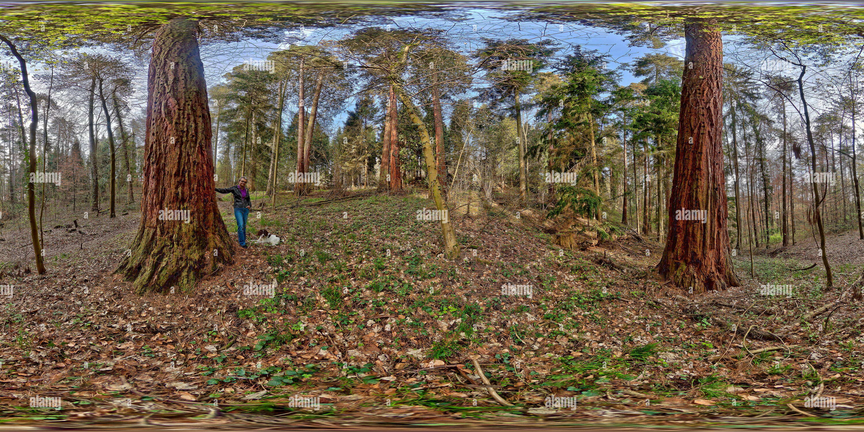 360° view of RedwoodGrove in Germany 2 Alamy