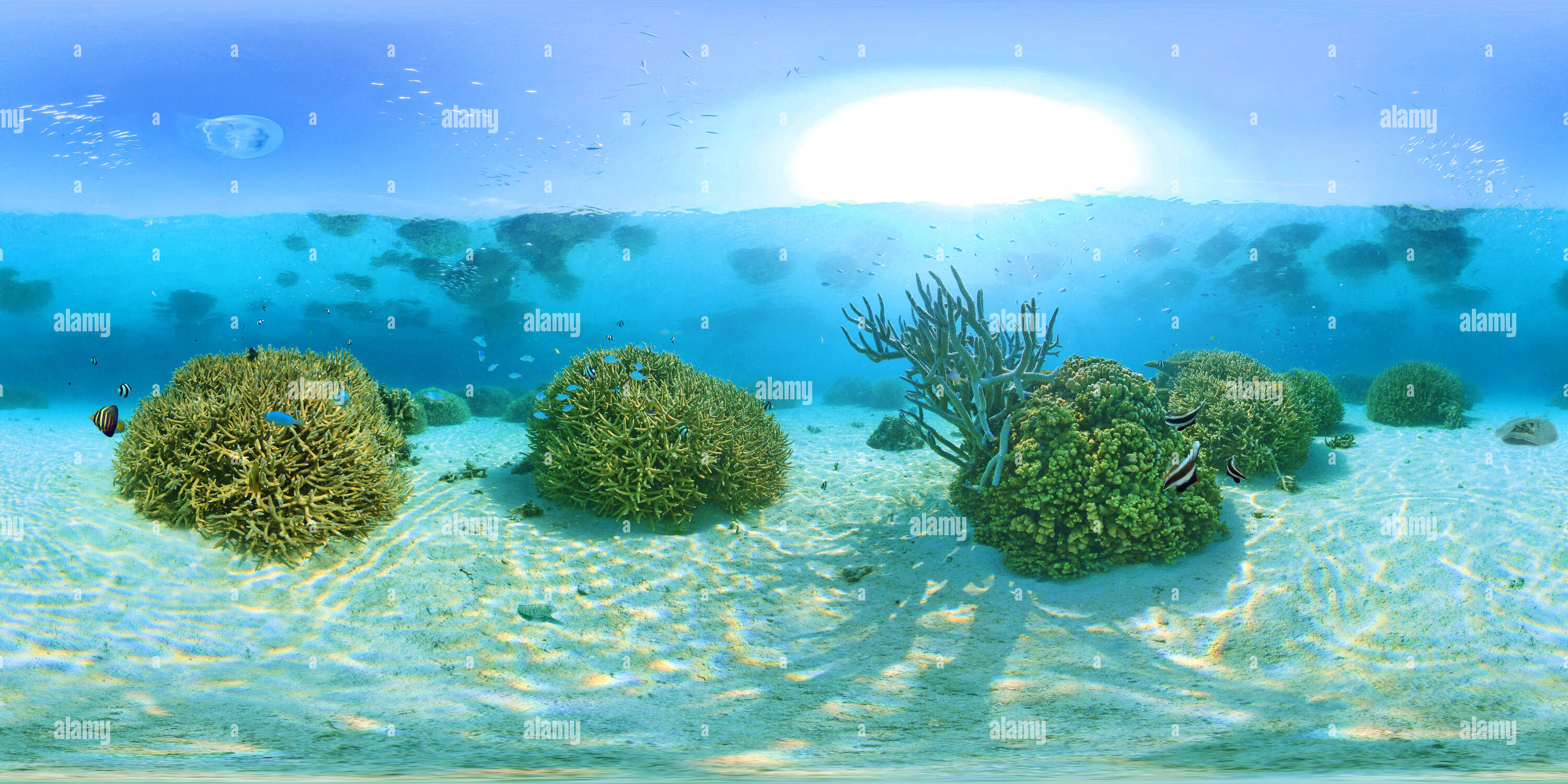360 degree panoramic view of Coral Reef Nursery New Caledonia