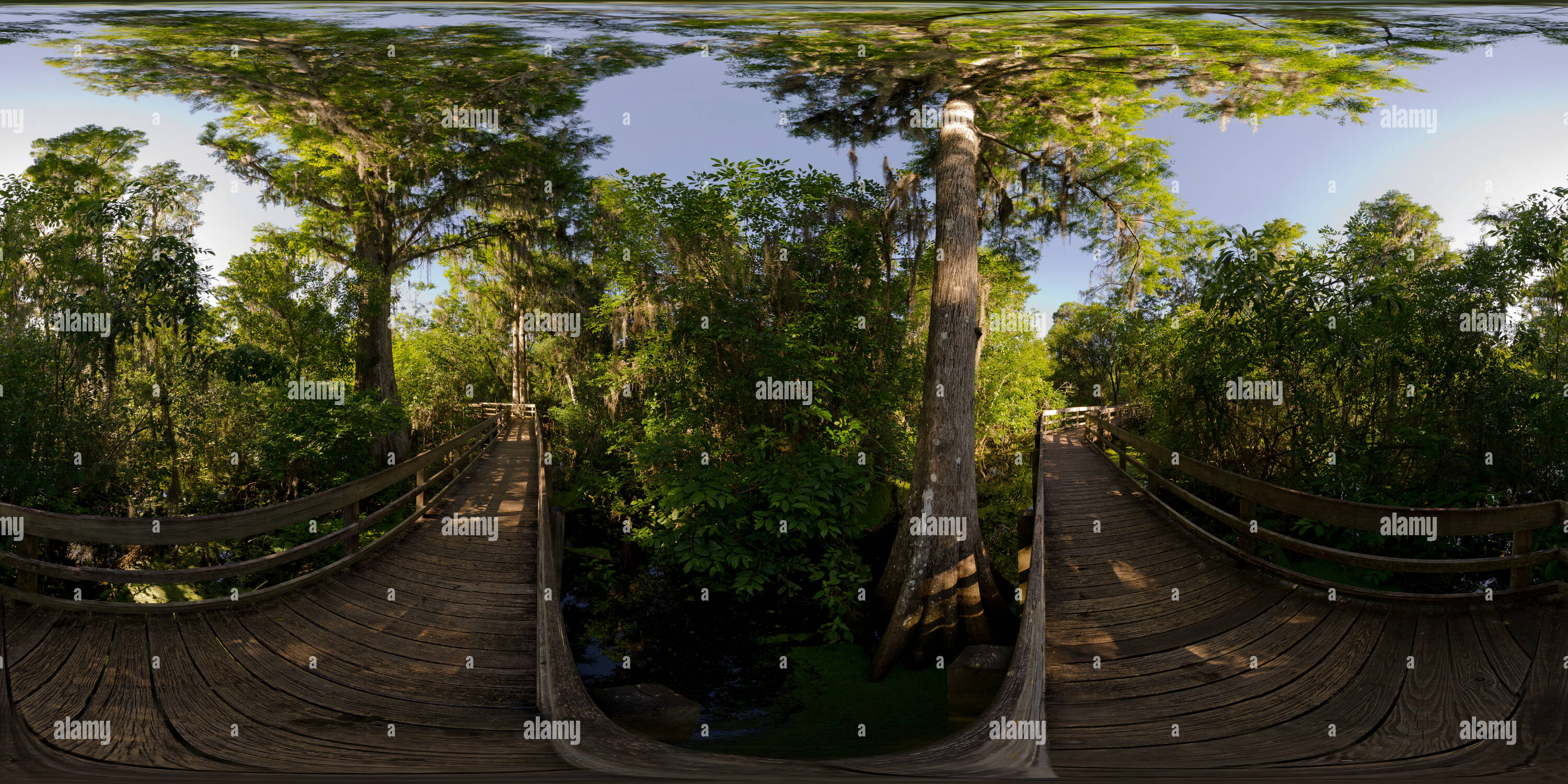 360° view of Twin Cypress Trees, Lettuce Leaf Park, Tampa Florida Alamy