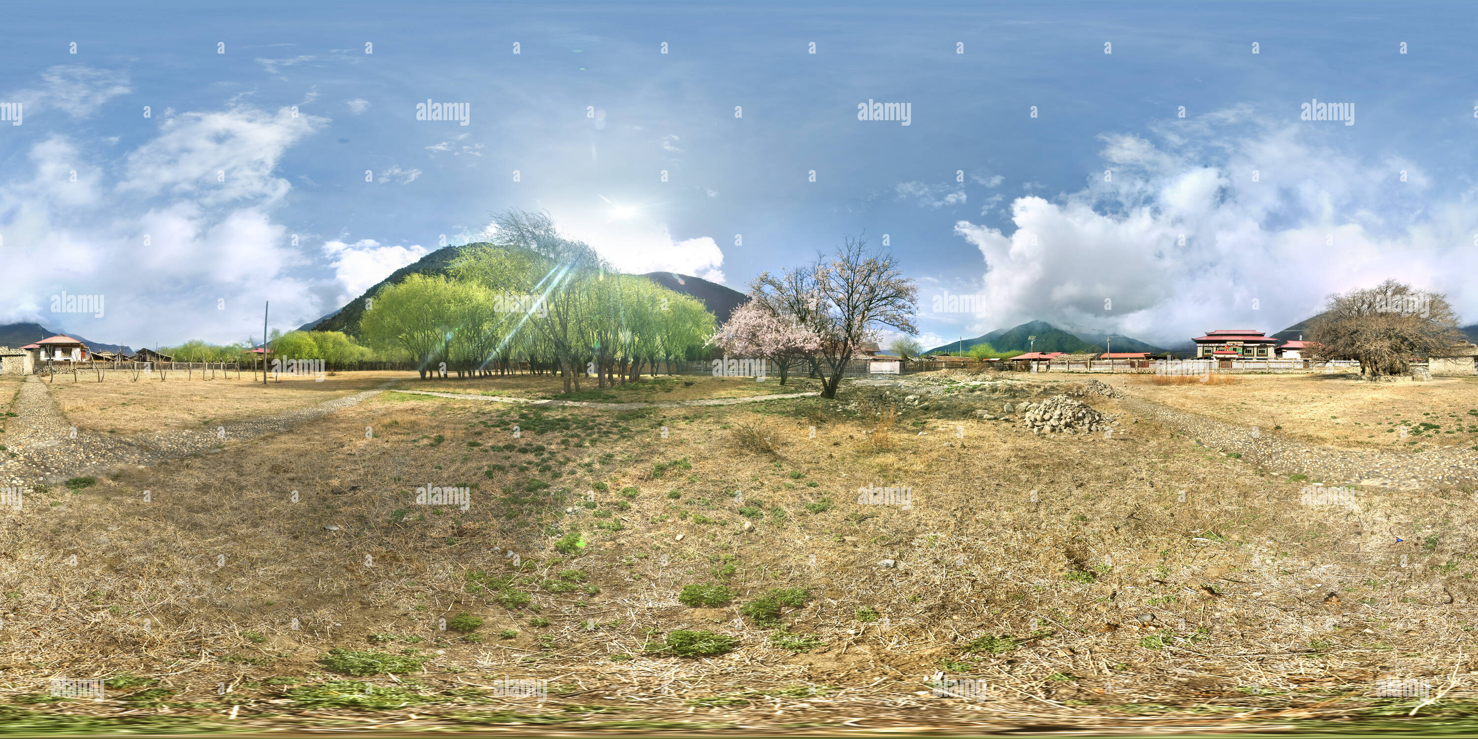 360 degree panoramic view of The world's largest mulberry 1 in Nyingchi Tibet