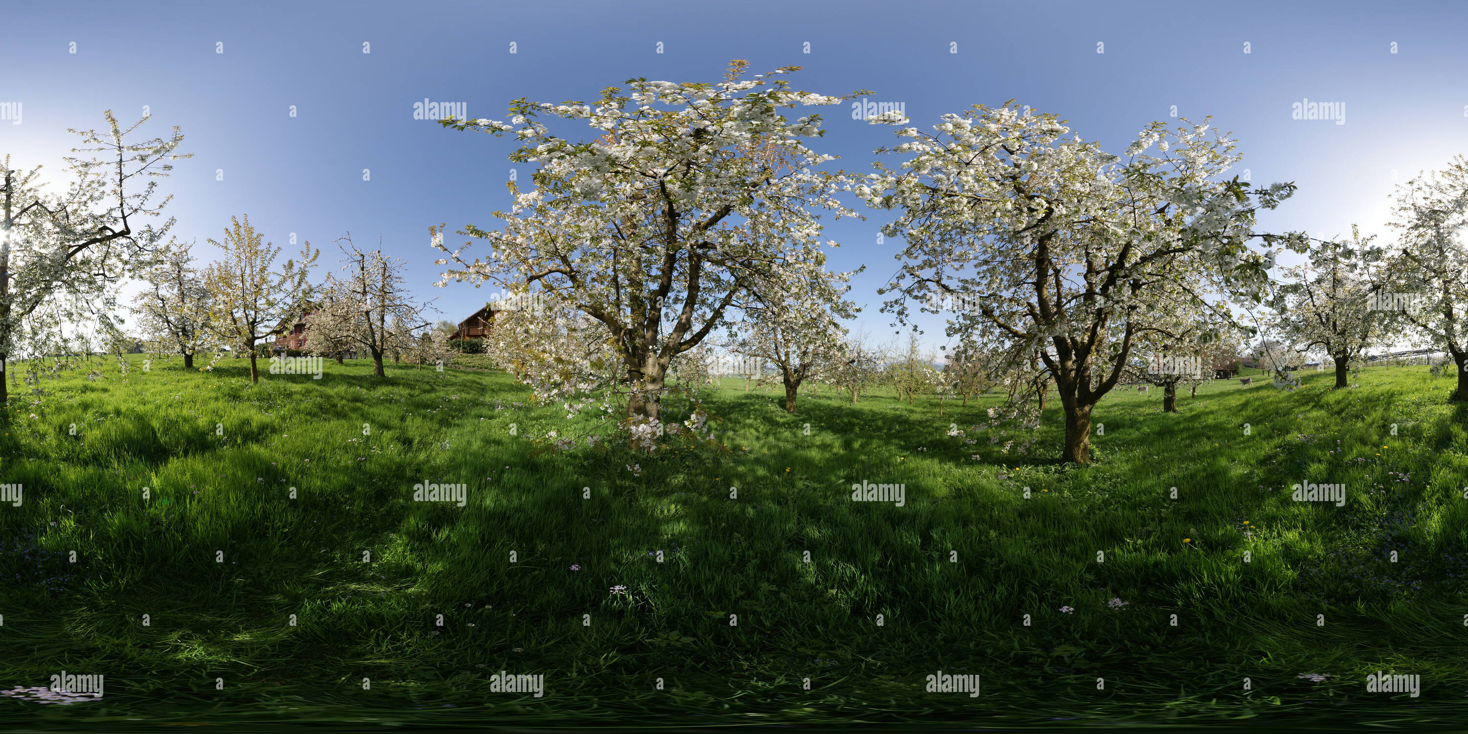 360-view-of-switzerland-roemerswil-blossom-alamy
