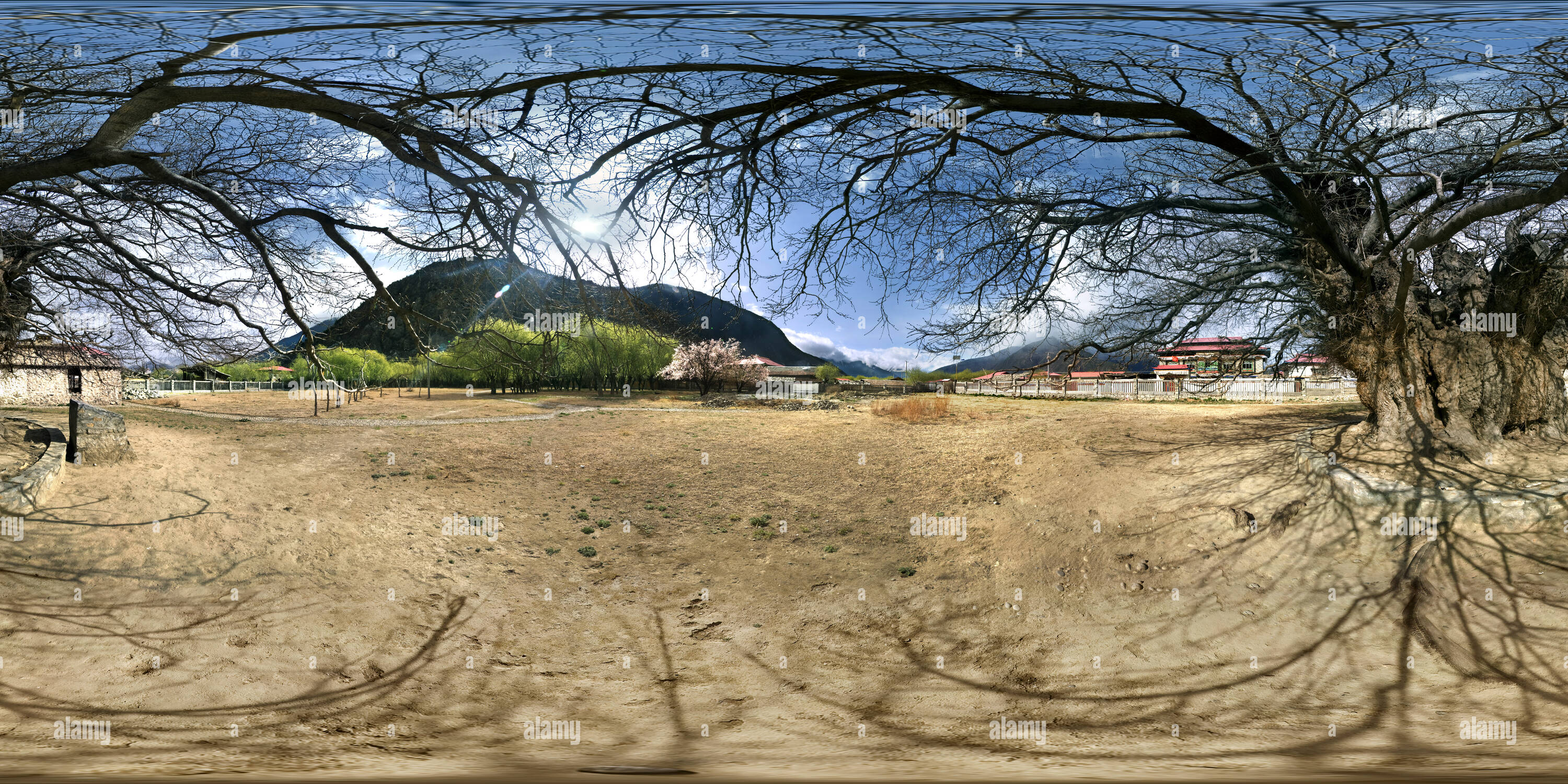 360 degree panoramic view of The world's largest mulberry 2 in Nyingchi Tibet