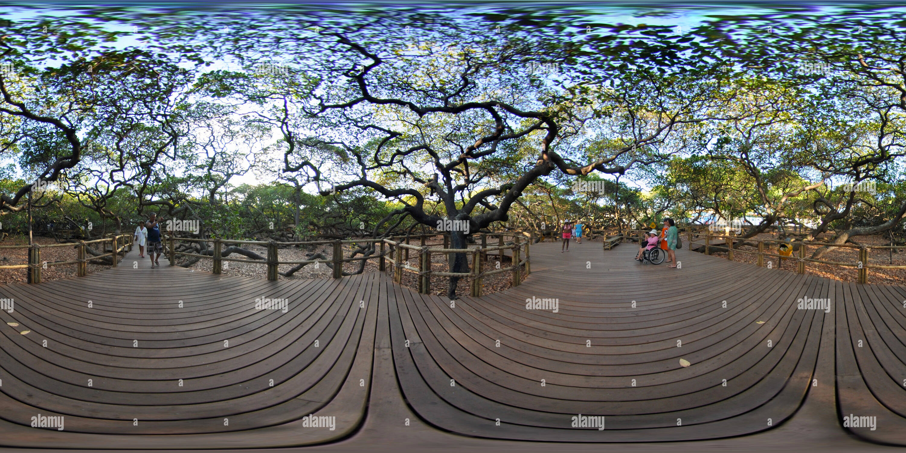 360 degree panoramic view of The biggest cashew tree in the world! - Natal / Brazil
