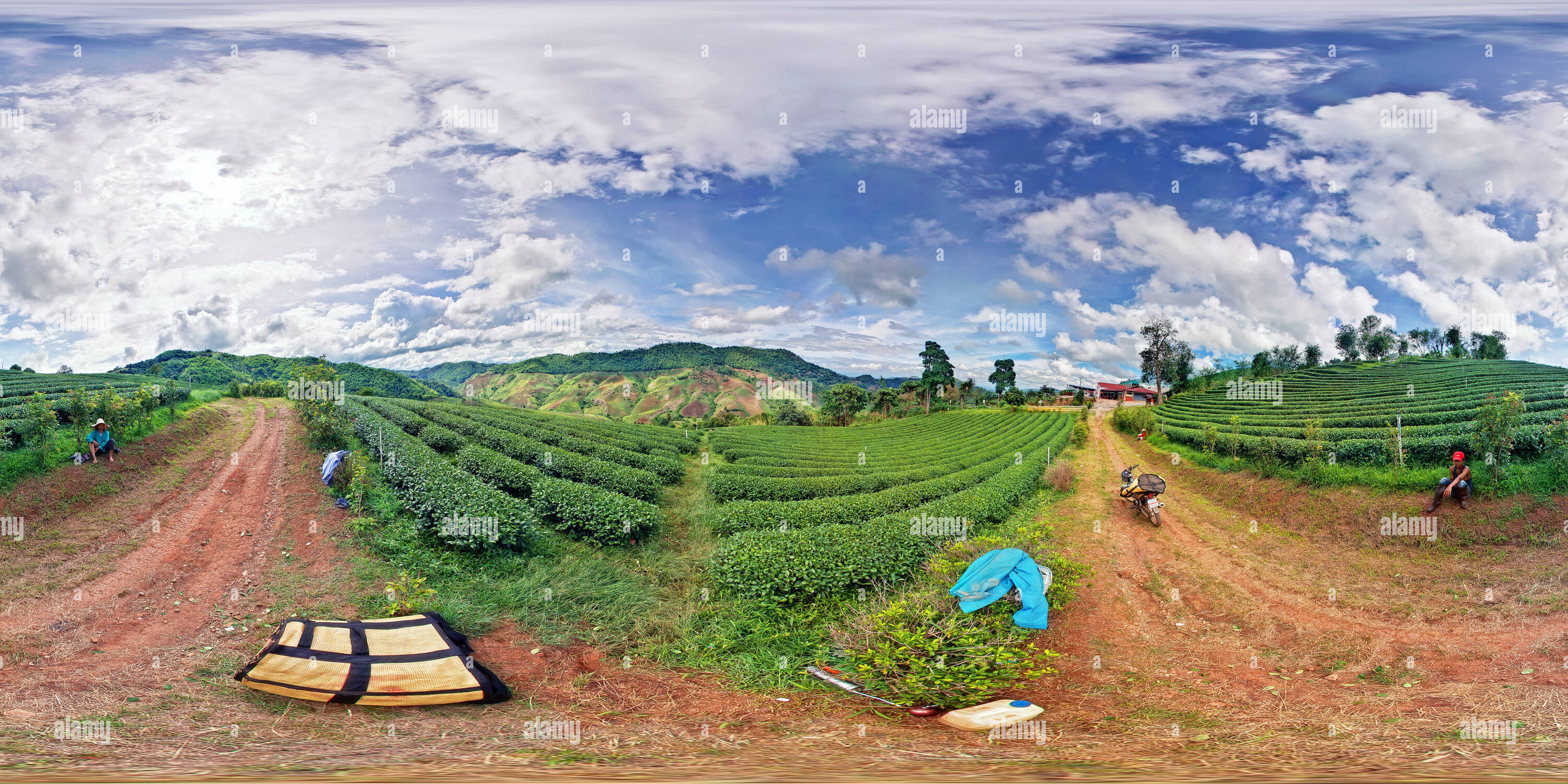360° view of Doi Mae salong Green Tea Farm Alamy