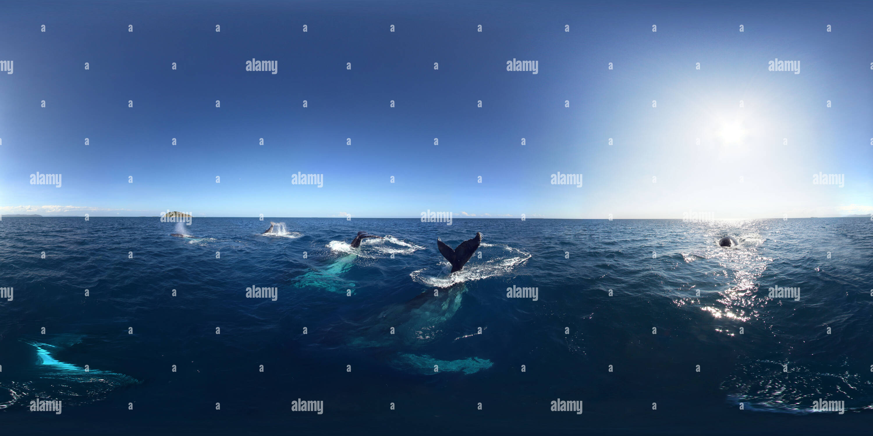 360 degree panoramic view of Whales New Caledonia