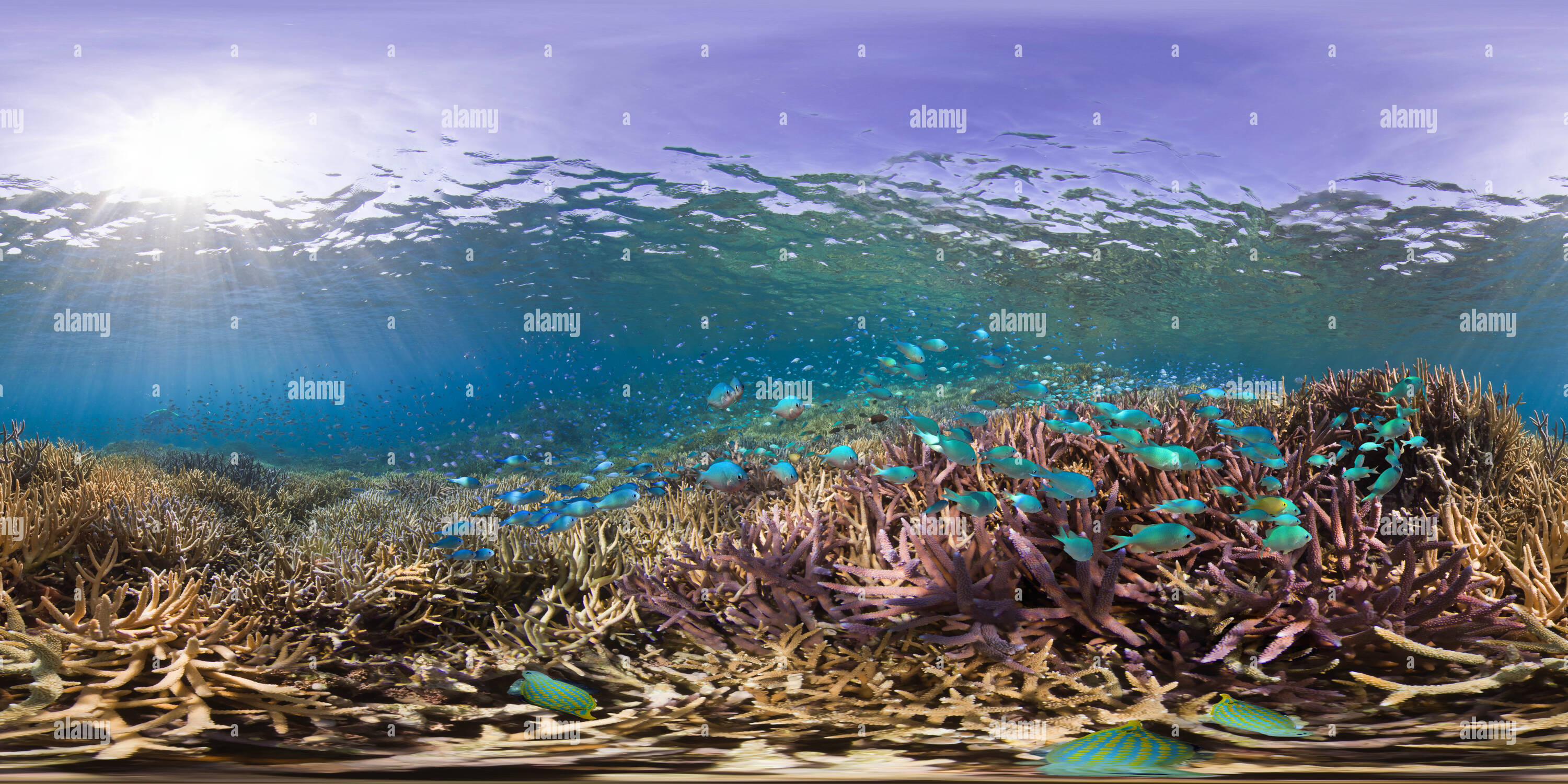 360 degree panoramic view of Coral Reef Fish Symbiosis