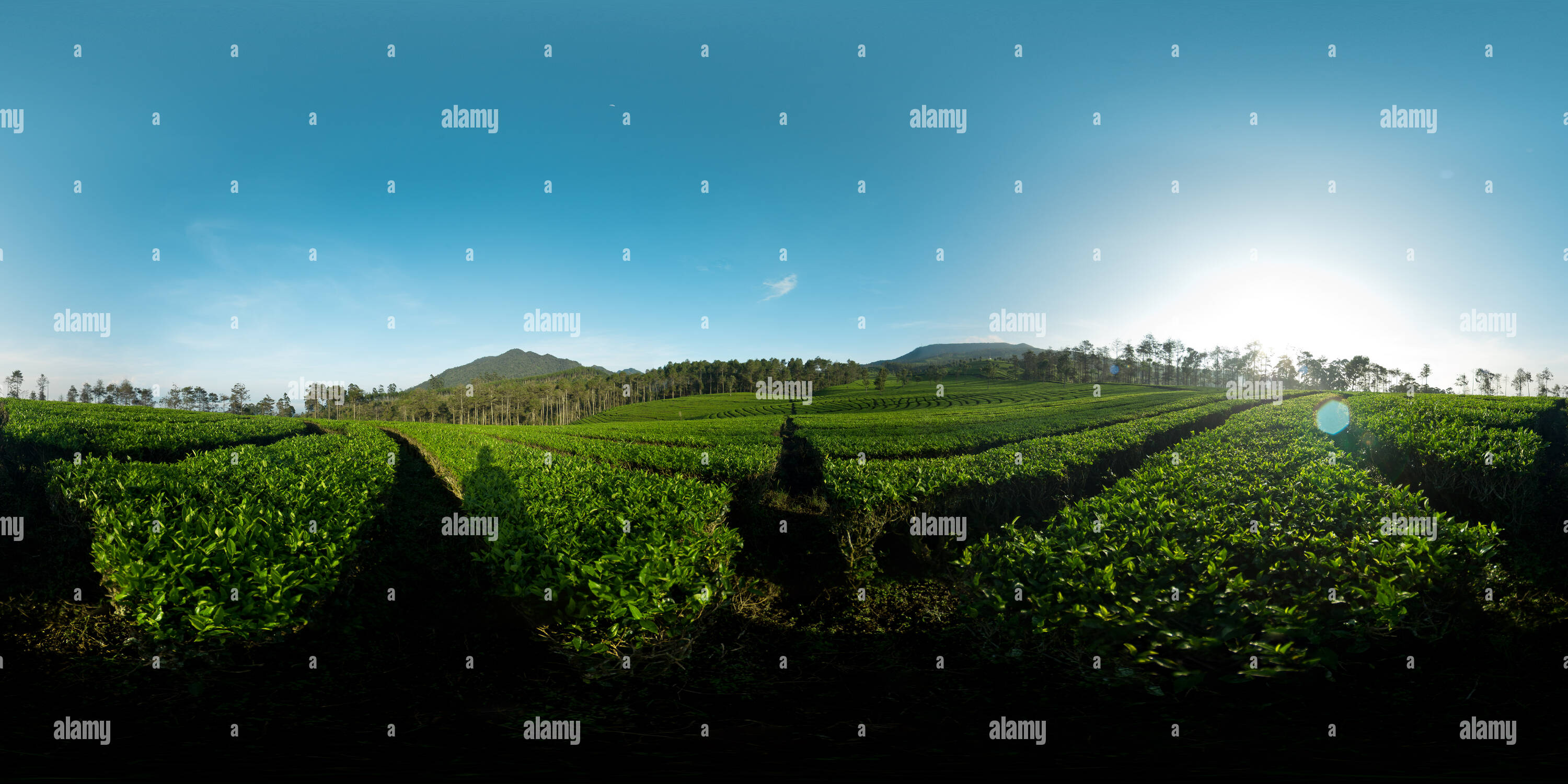 360° view of Tea Plantation, Desa Sukawana, Bandung - Alamy