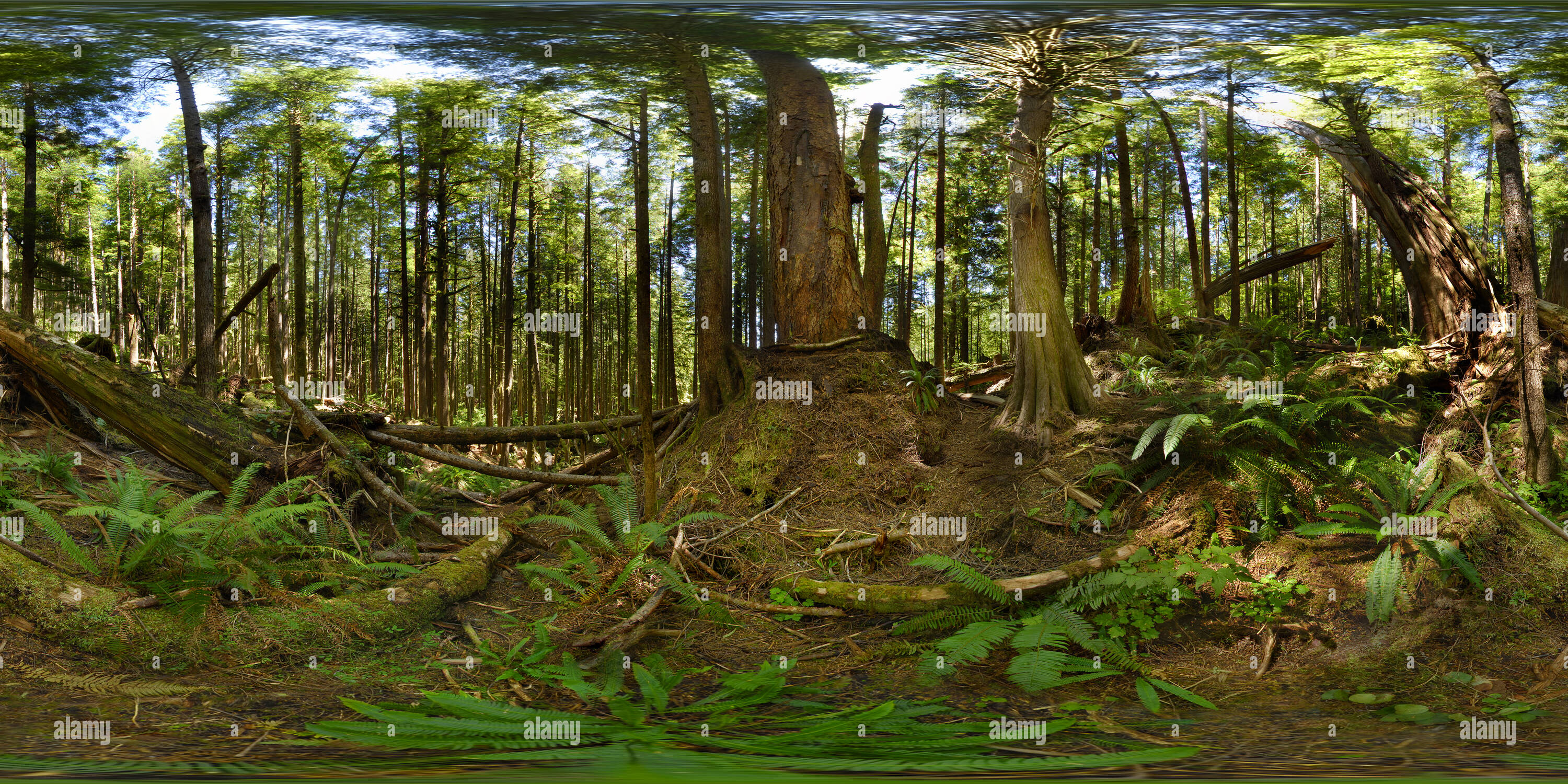 360 degree panoramic view of Avatar Grove, Port Renfrew, Vancouver Island