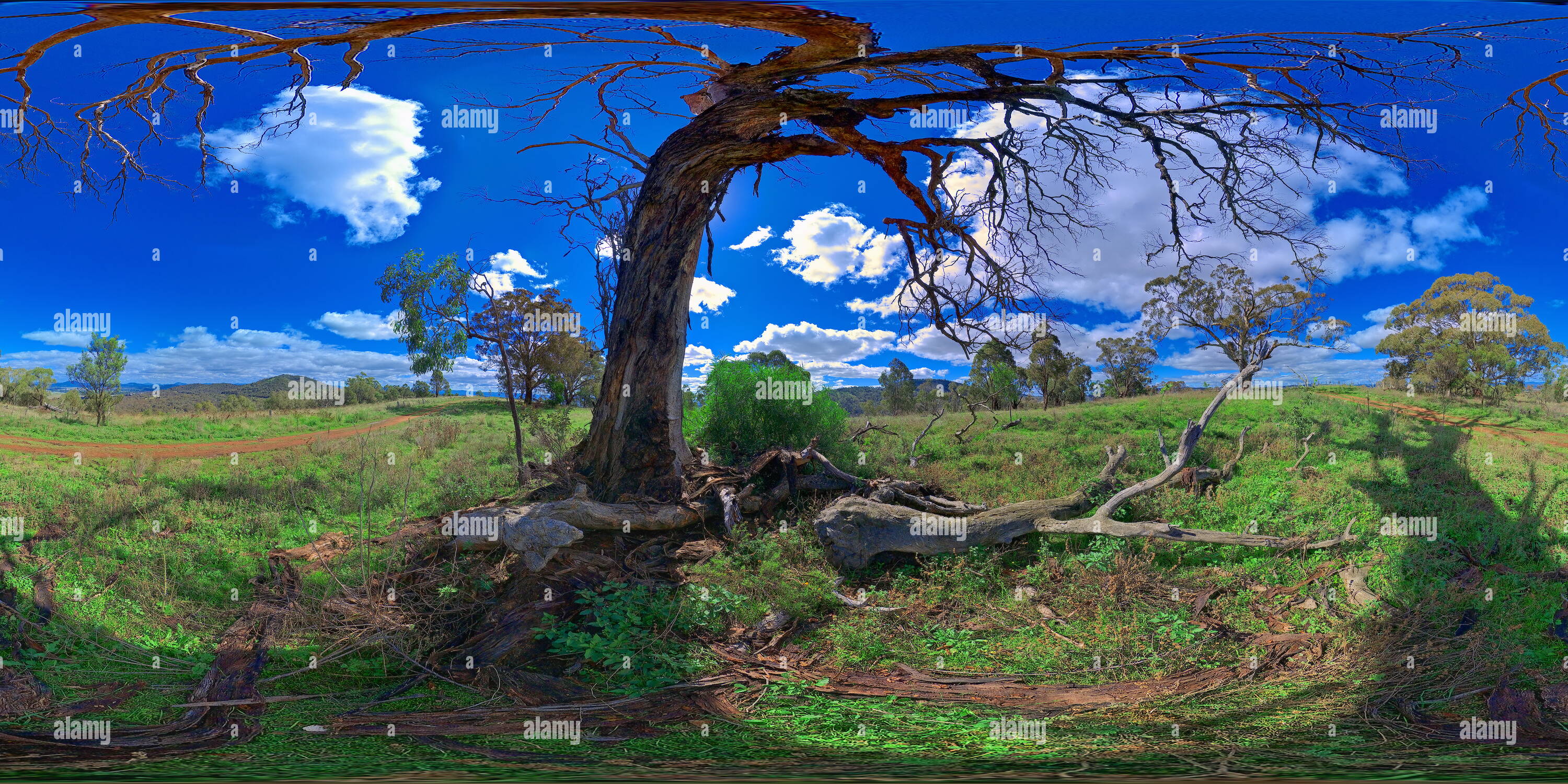 360° view of Canberra Dead Tree b/w Mt Ainslie and Mt Majura Alamy