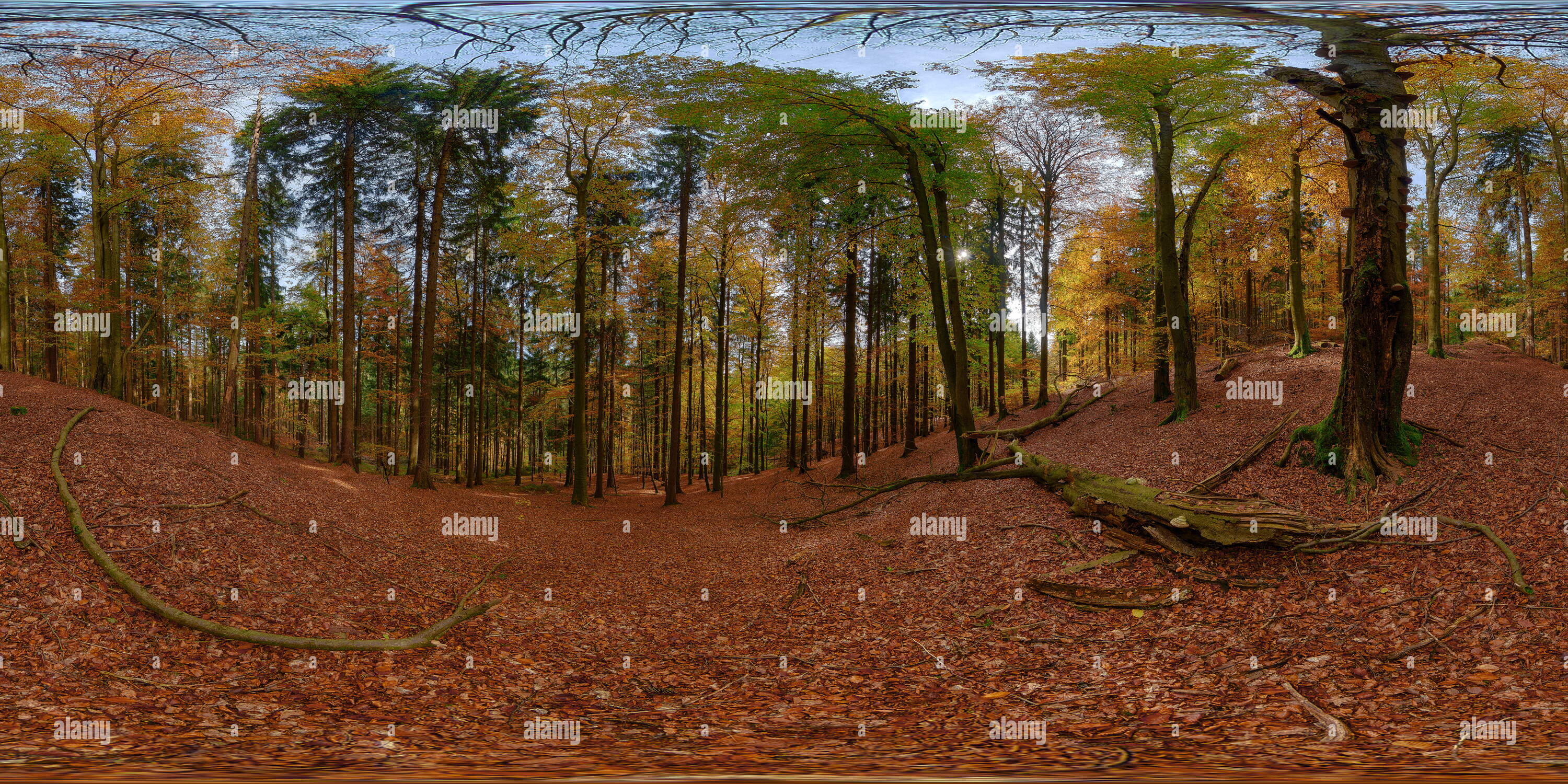 Beechtree forest hi-res stock photography and images - Alamy