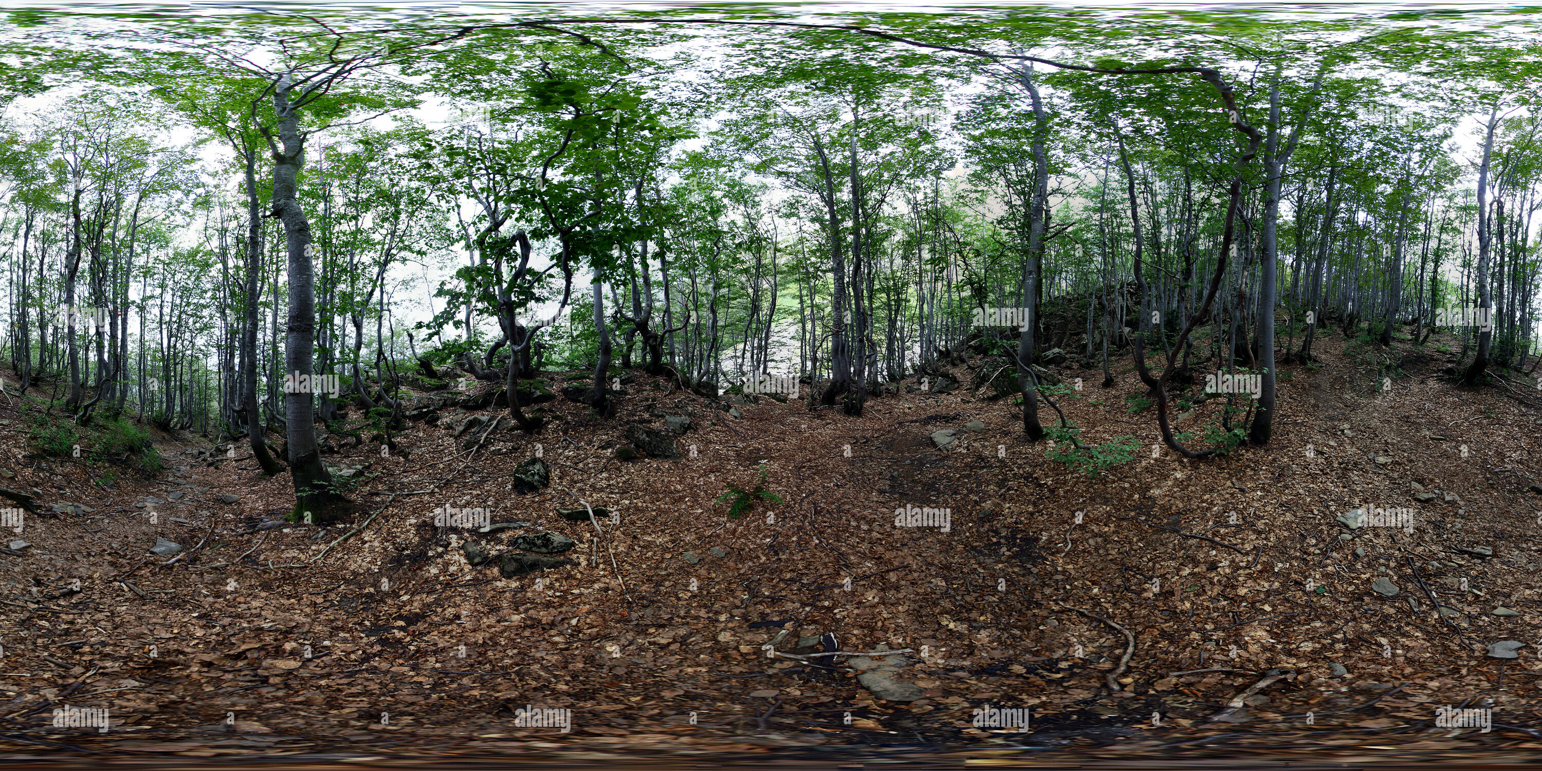 360 degree panoramic view of Beech Forest Appennino Tosco Emiliano National Park