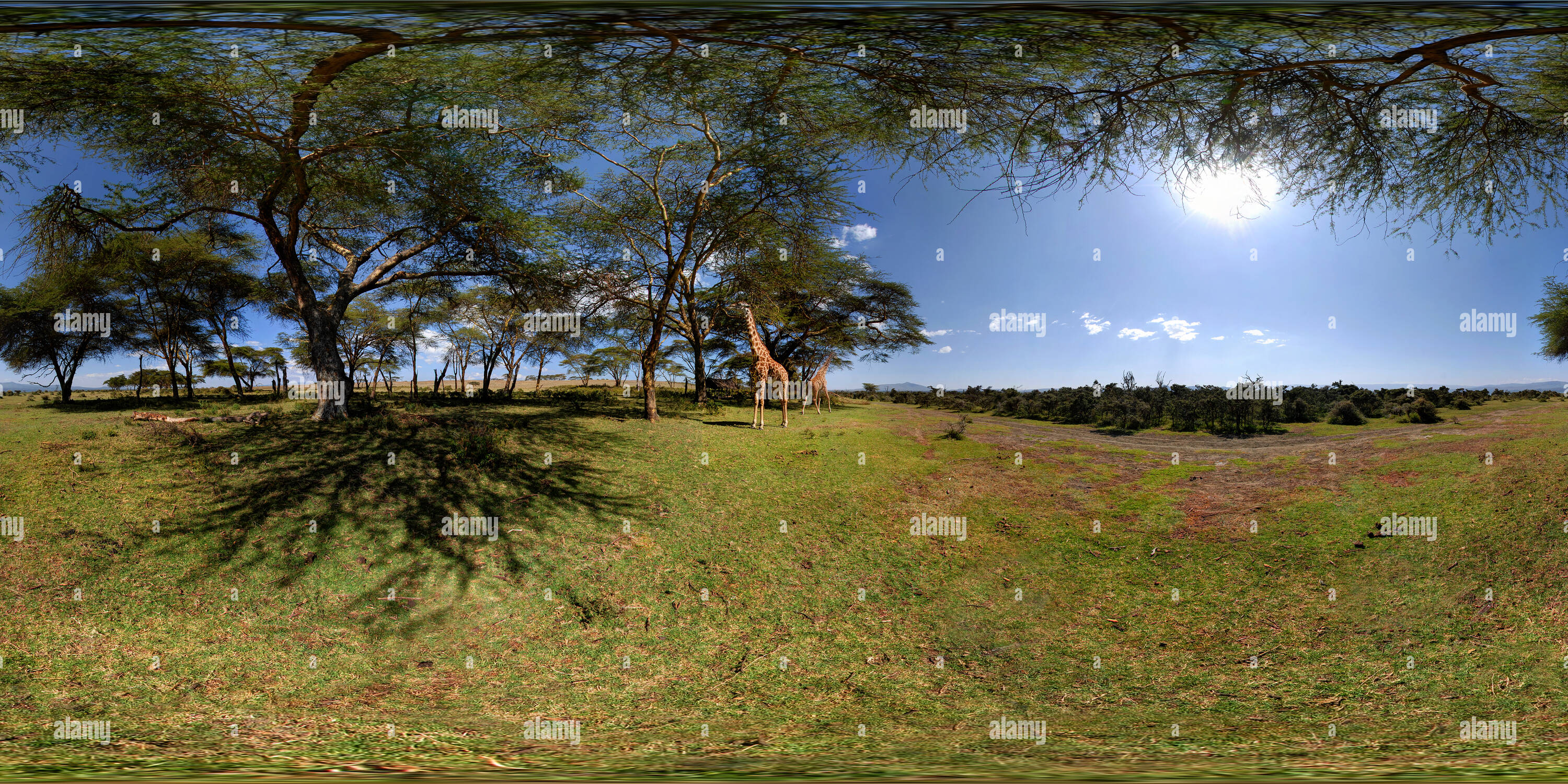 360° view of Giraffe grazing, Crescent Island, Lake Naivasha, Kenya - Alamy