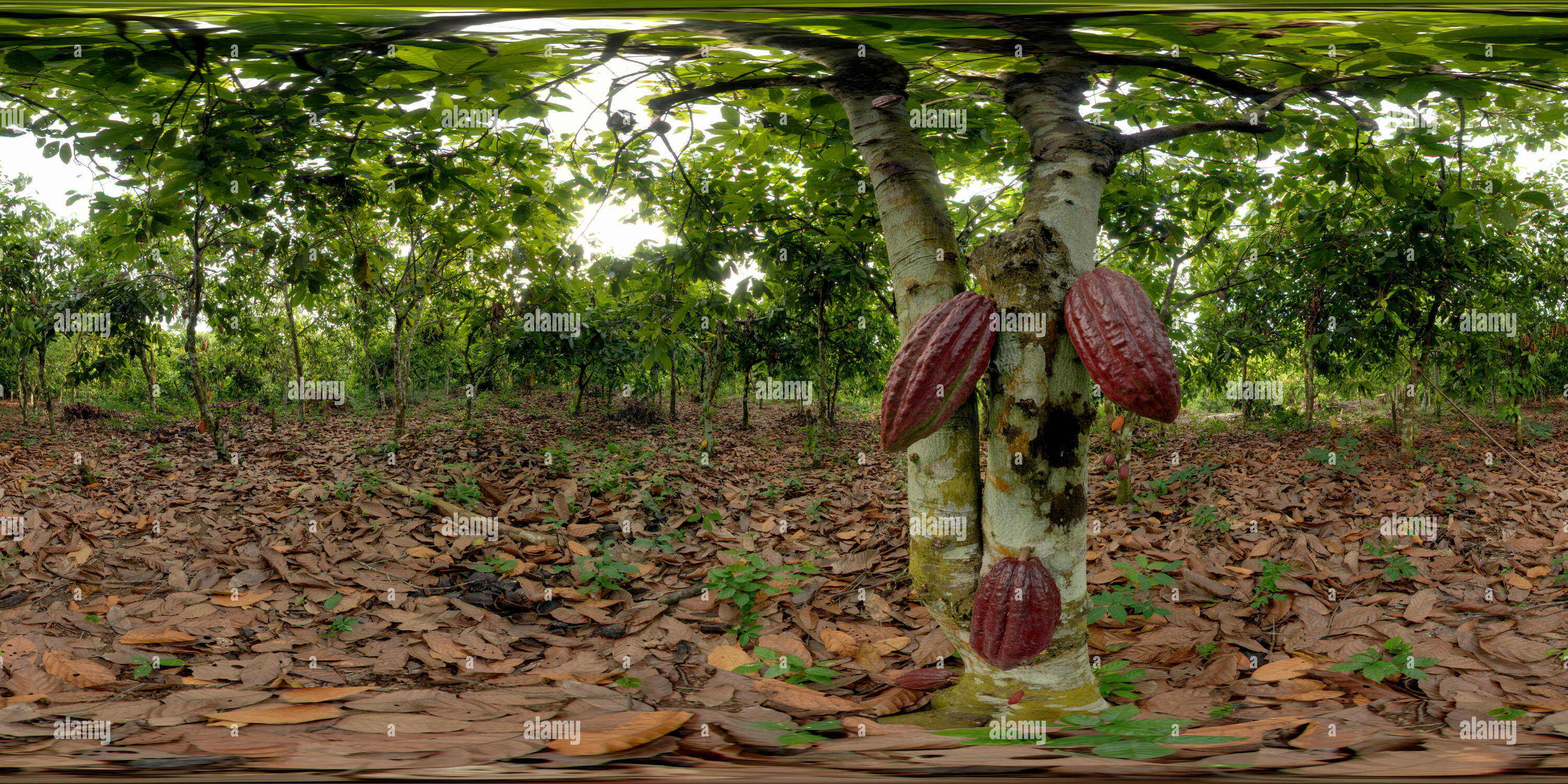 360 degree panoramic view of Cocoa pods. Grand-Béréby, Cote d'Ivoire