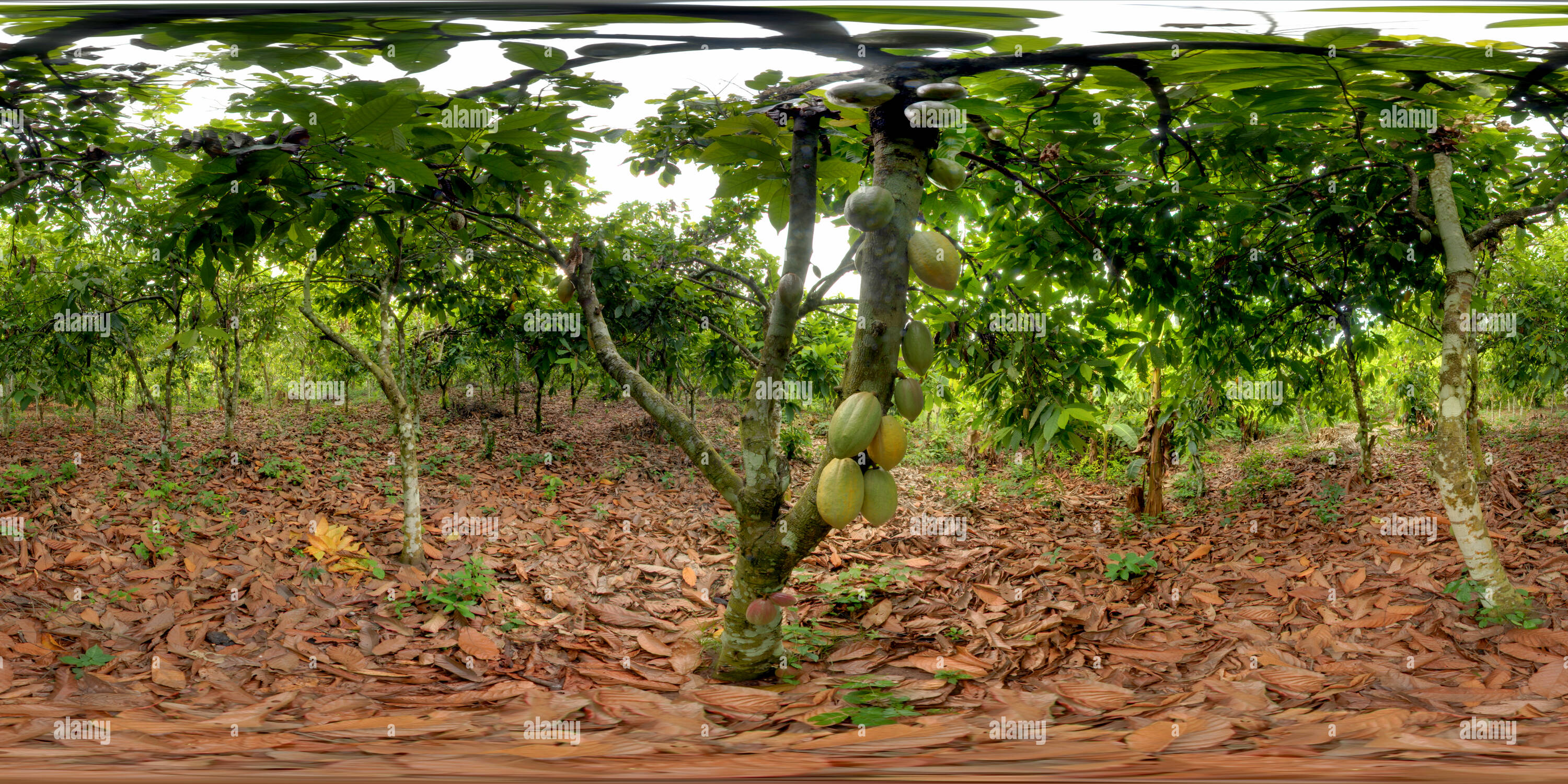 360 degree panoramic view of Cocoa pods growing. Grand-Béréby, Cote d'Ivoire