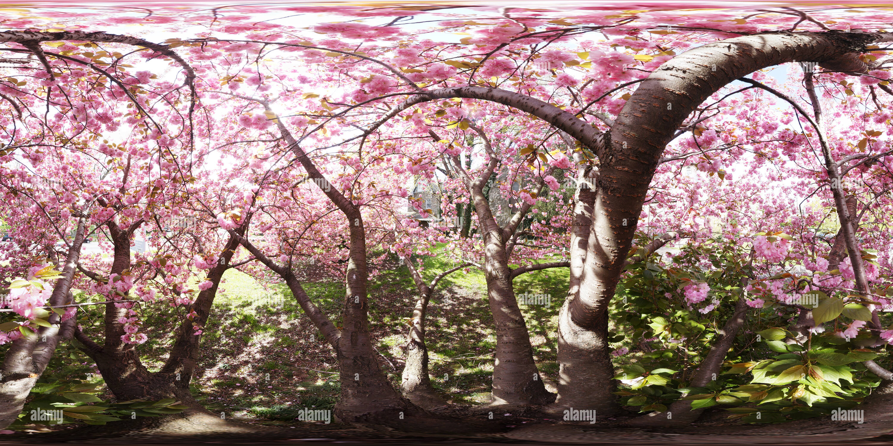 360° view of Inside a Kwanzan Cherry - Alamy