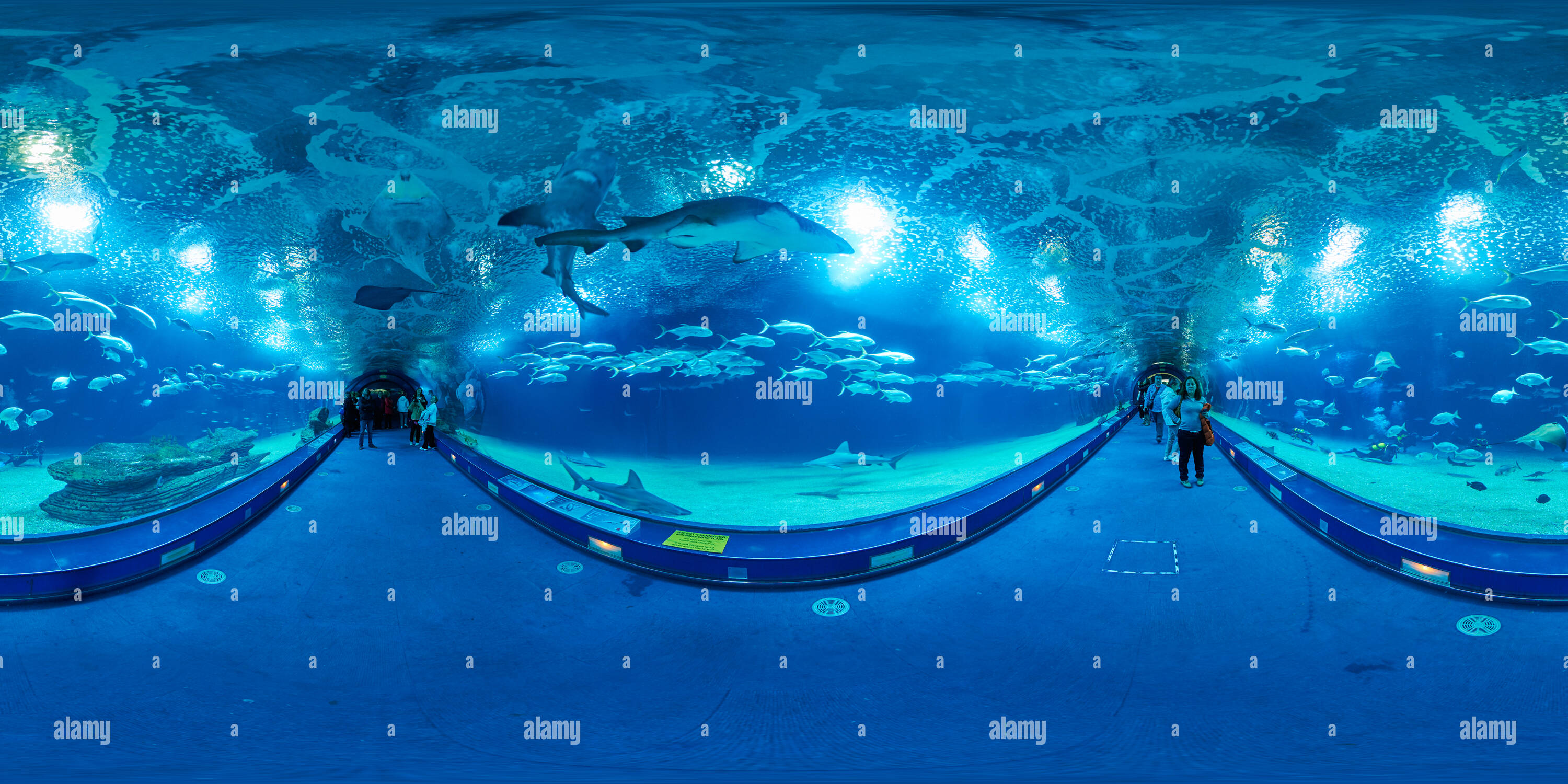 360 View Of Shark Tunnel Valencia Alamy 360-view-of-shark-tunnel-valencia-alamy