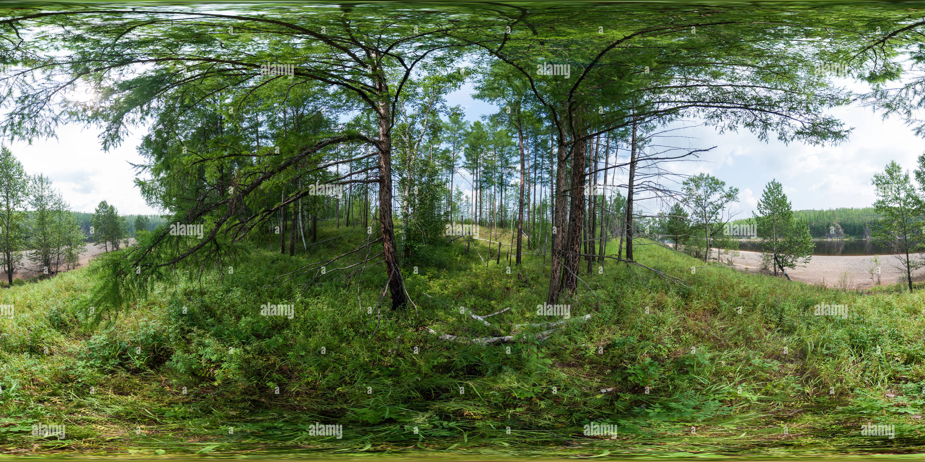 360 degree panoramic view of Taiga