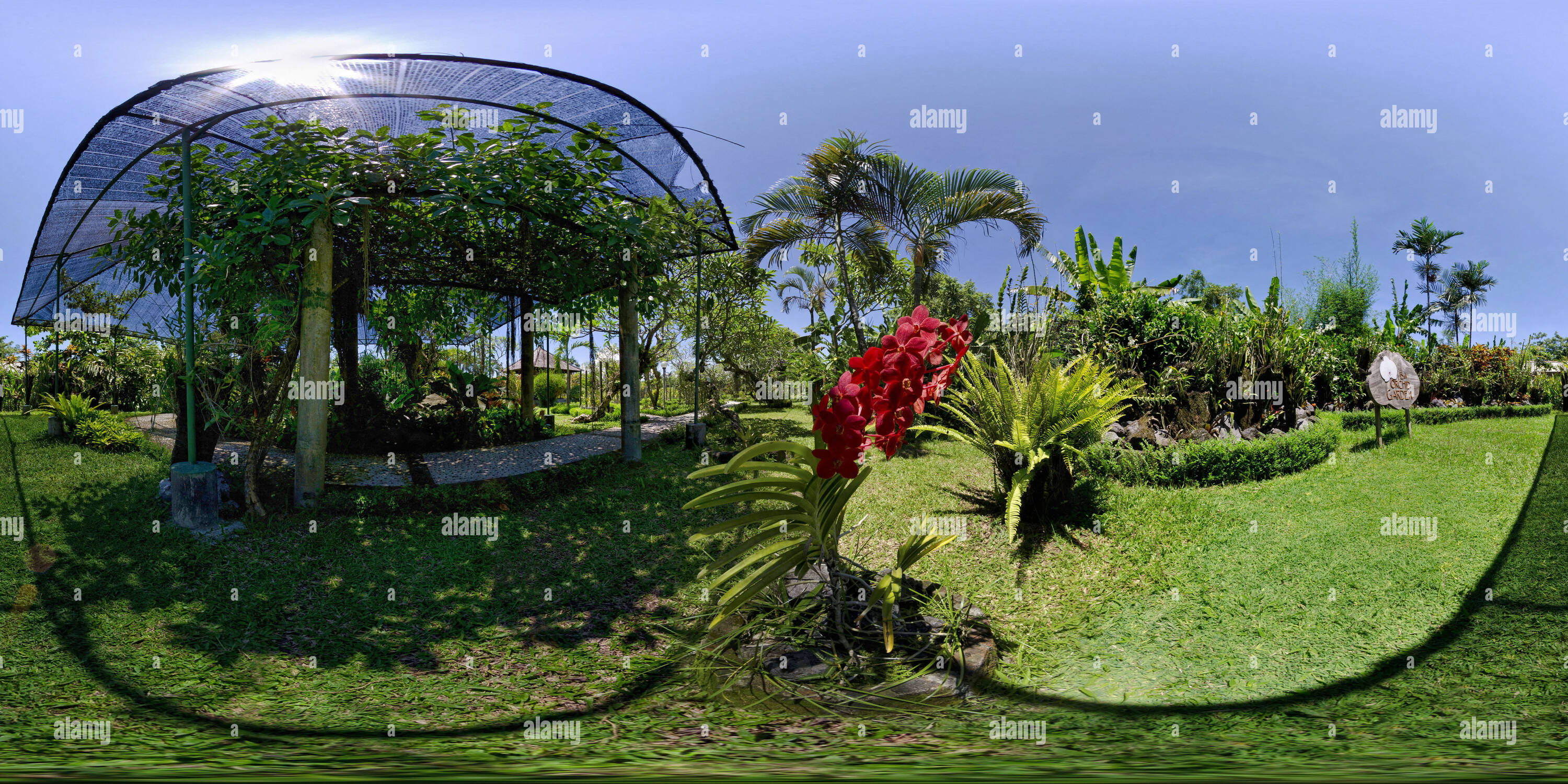 360° view of Bali Orchid Garden - Red Orchid - Alamy