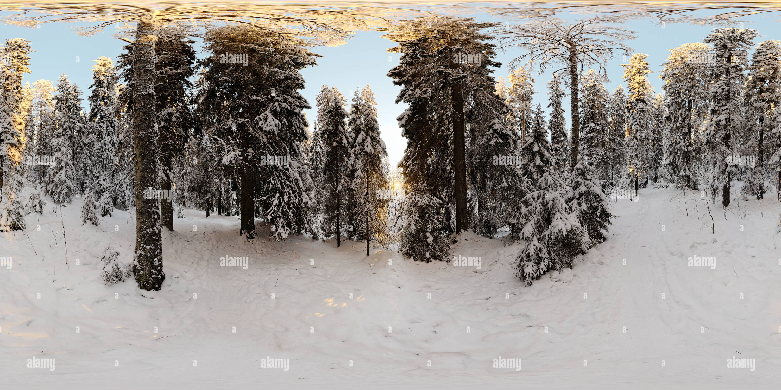 360 degree panoramic view of Golden light in Puijo's primeval forest, Kuopio