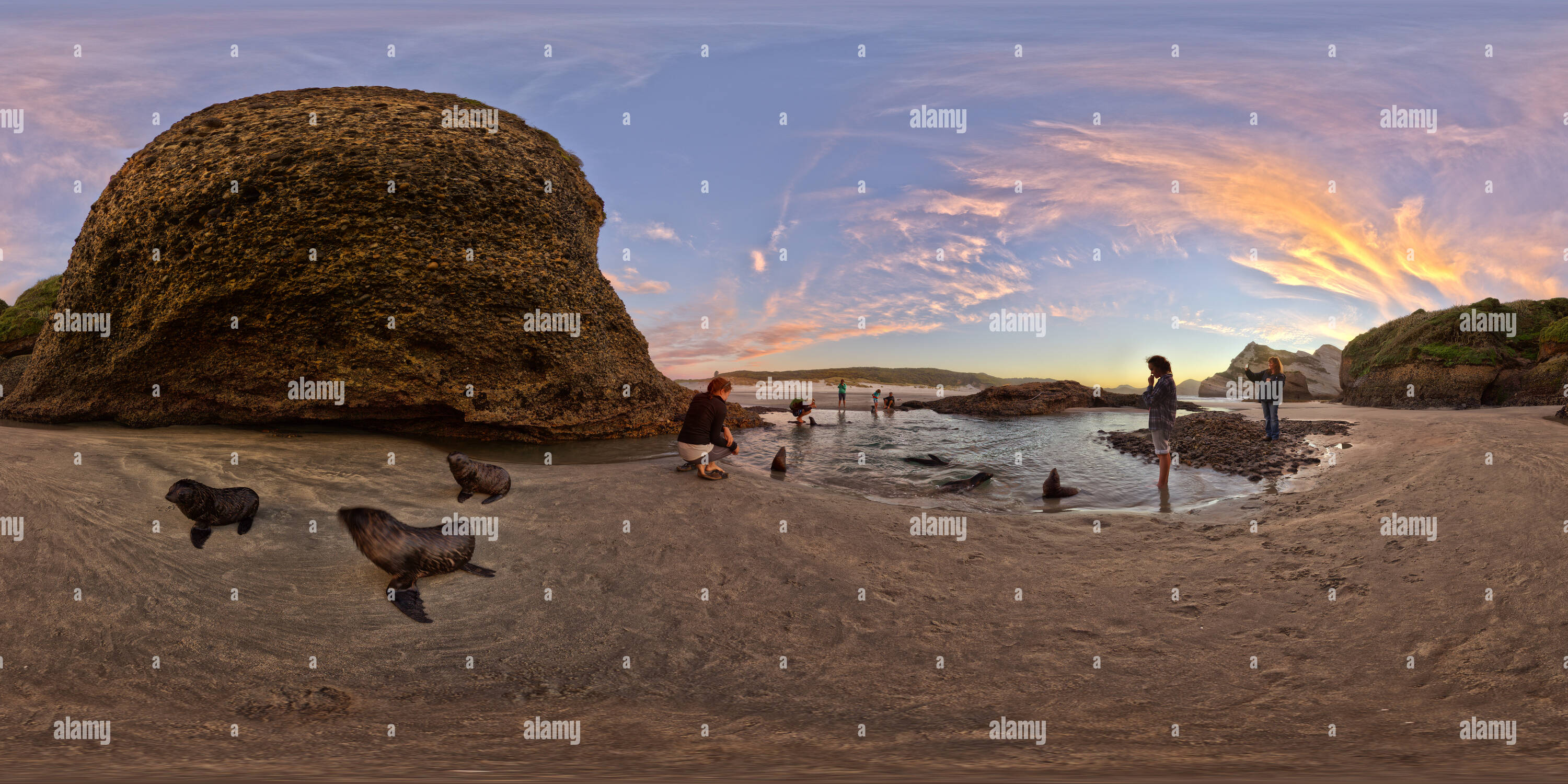 360?? view of Seal Pups At Wharariki Beach Alamy