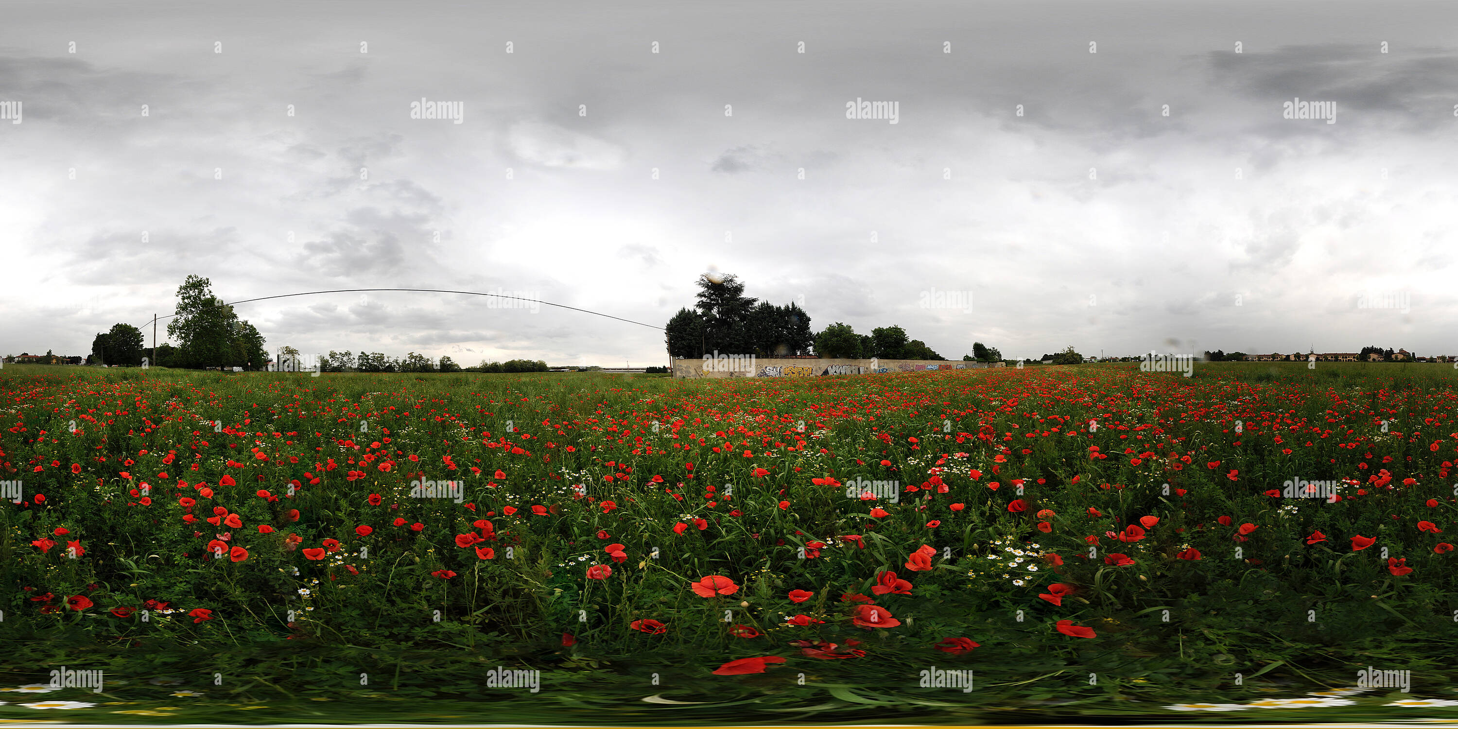 360° view of Field of poppies Alamy