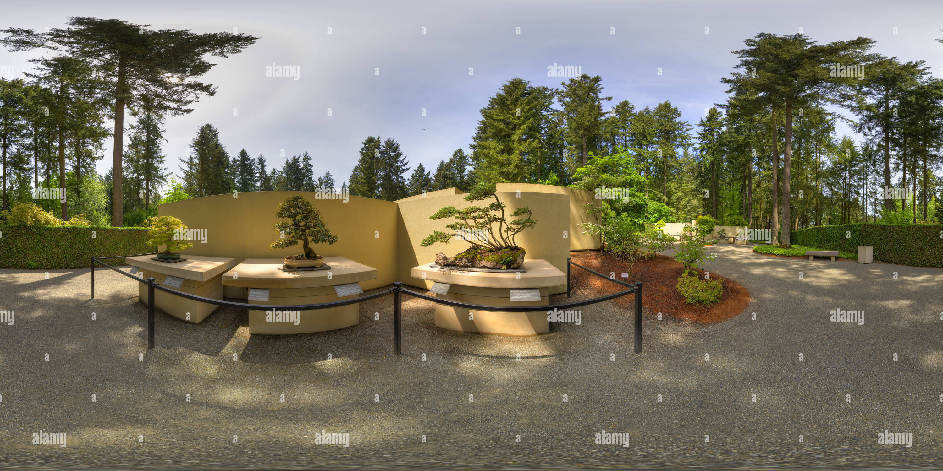 360° view of Creeping Juniper, Pacific Rim Bonsai Garden Alamy