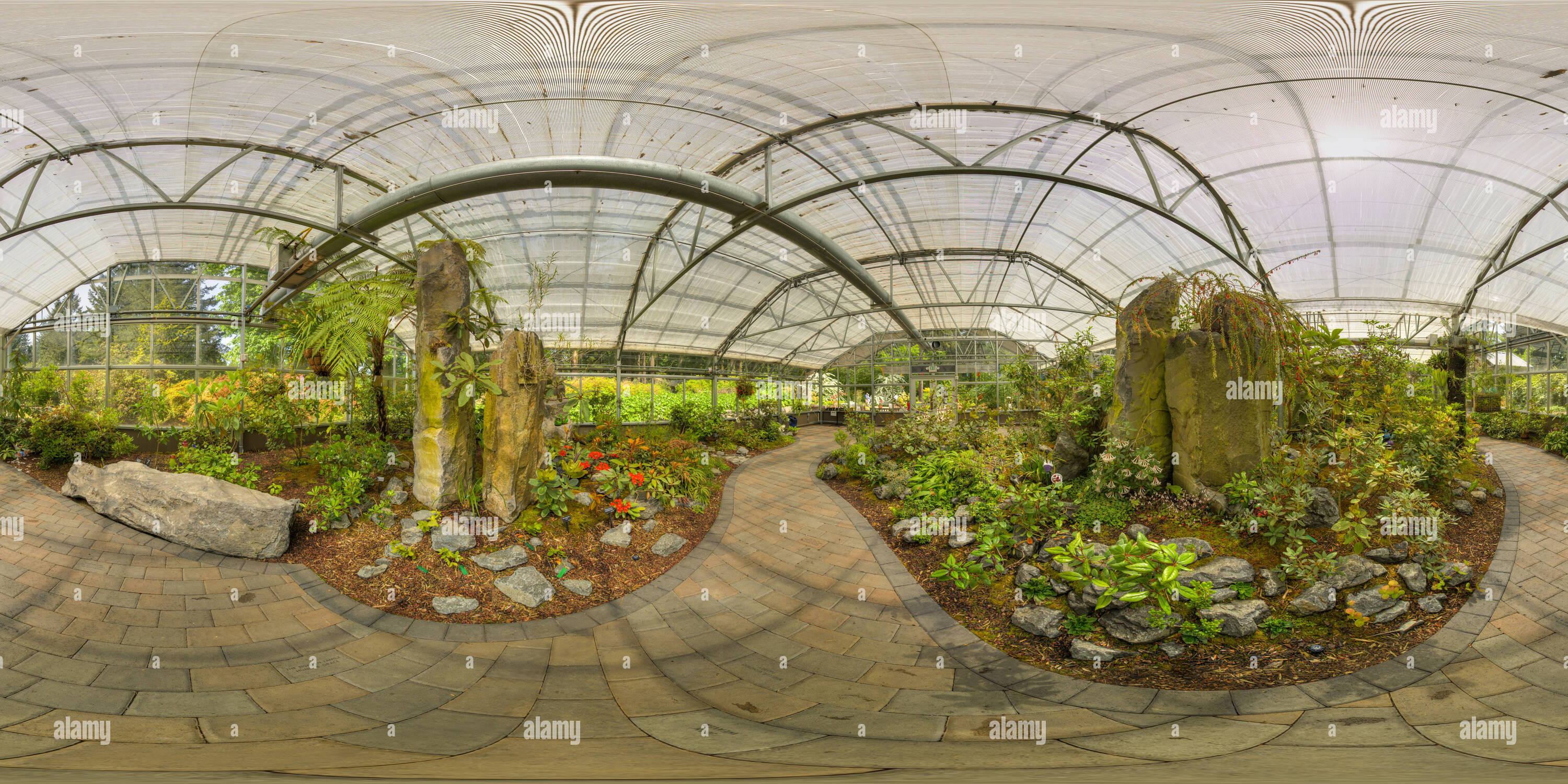 360 degree panoramic view of Agapetes Serpens, Rutherford Conservatory, RSBG