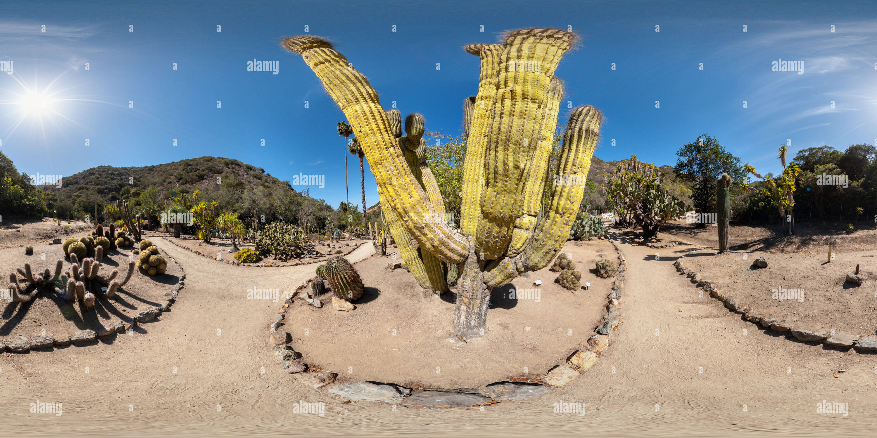 360° view of Desert plant collection at Wrigley Memorial Garden Alamy