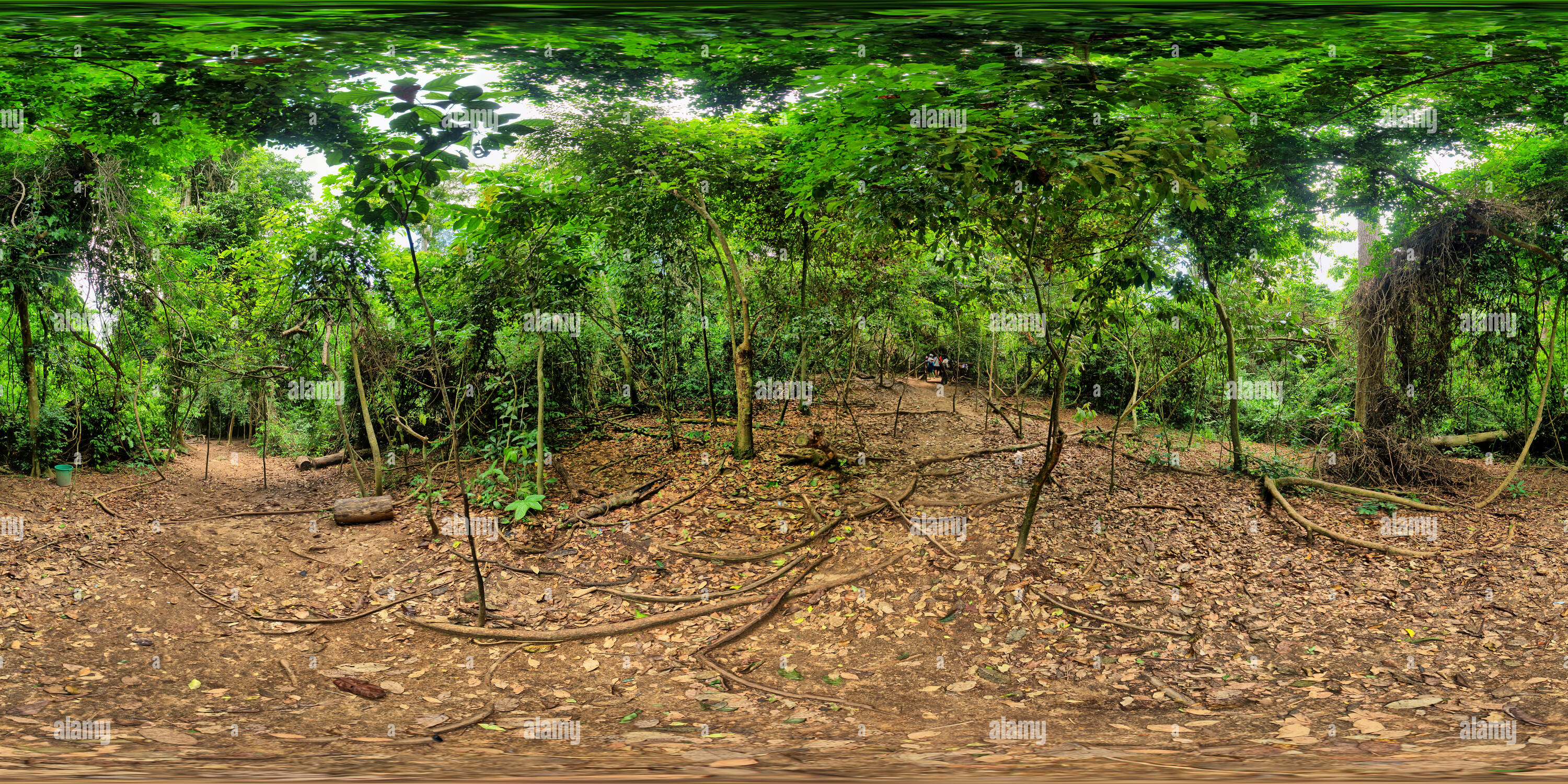 360 degree panoramic view of Kakum National Park Cape Coast Ghana 1